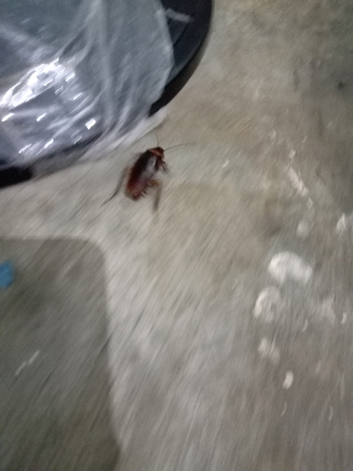 A cockroach is captured in motion on a concrete floor. The image appears to have been taken in Batam, Indonesia, though this cannot be definitively confirmed from the visual information alone. The cockroach is a reddish-brown color and is facing away from the viewer, with its antennae extended. The floor is a light gray concrete with some smudges and debris. In the upper left corner of the image, a portion of a dark object covered in clear plastic is visible. The lighting is dim, and the image is slightly out of focus, suggesting that the photograph was taken quickly or with a moving camera.