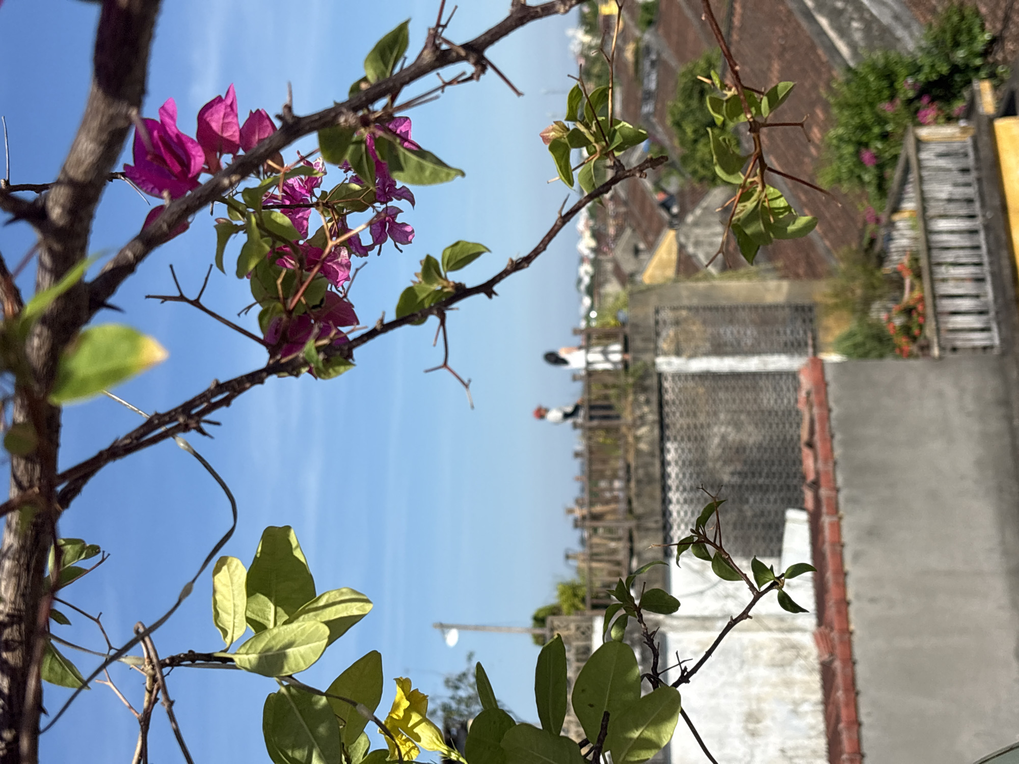 A high-angle, outdoor, medium shot captures a vibrant scene in Hội An Ward, Vietnam, with a focus on foreground foliage and a blurred city vista in the background. The image is dominated by branches and leaves from a tree in the foreground, with bright pink bougainvillea flowers adding a splash of color. To the left, a few yellow flower petals are visible. In the mid-ground, two people are standing on a rooftop, one wearing a red cap and a white shirt, the other in a white dress. They are looking out over the city, which features numerous tiled roofs and buildings. The sky is a clear, bright blue.