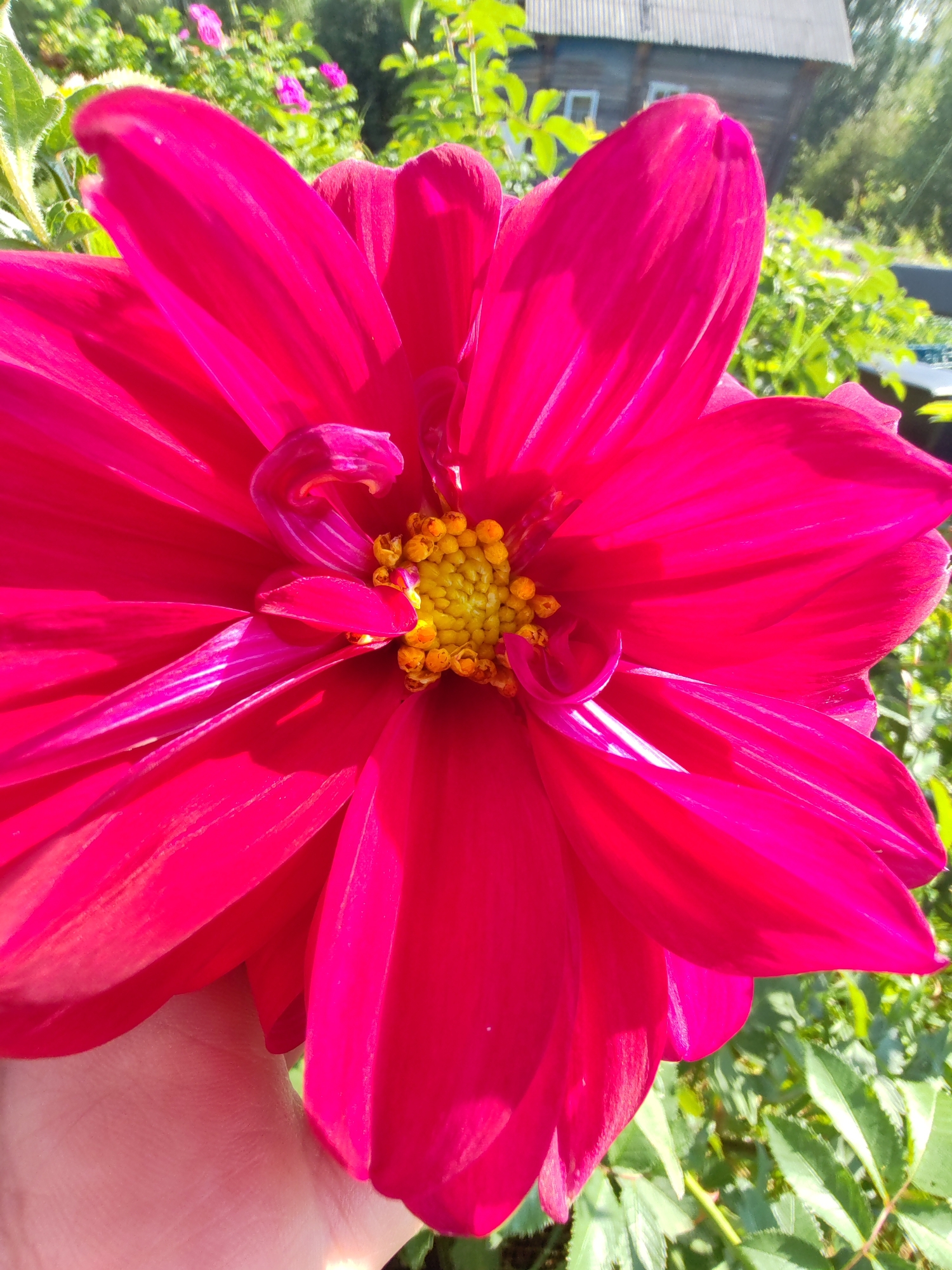 A close-up, eye-level shot features a vibrant pink dahlia flower, held by a hand that is mostly out of frame. The flower's center is a bright yellow with visible stamens, and its large, velvety petals dominate the foreground, some curled inward. The background is blurred, showing a garden setting with green foliage and hints of pink flowers. In the upper right, a portion of a rustic wooden building, likely a house or shed, with a grey, corrugated roof is visible. The scene appears to be in an outdoor, rural or semi-rural environment. The sunlight casts strong shadows on the petals, highlighting their texture.