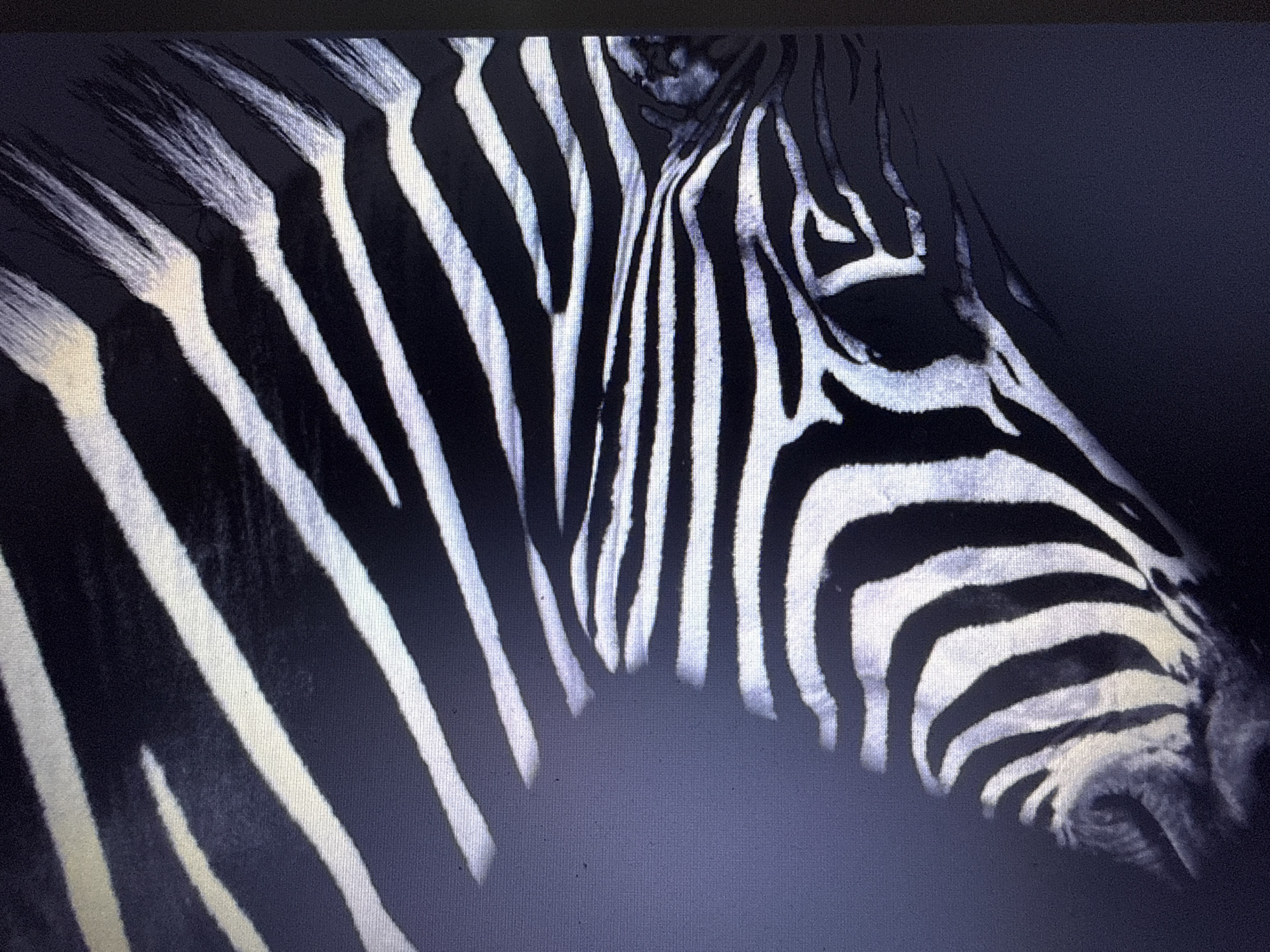 The image shows a close-up of a zebra's head and neck. The zebra's distinctive black and white stripes are prominently visible. The image appears to be a photograph or a digitally created image, and no location is evident. No elements suggest the presence of Varna, Bulgaria.