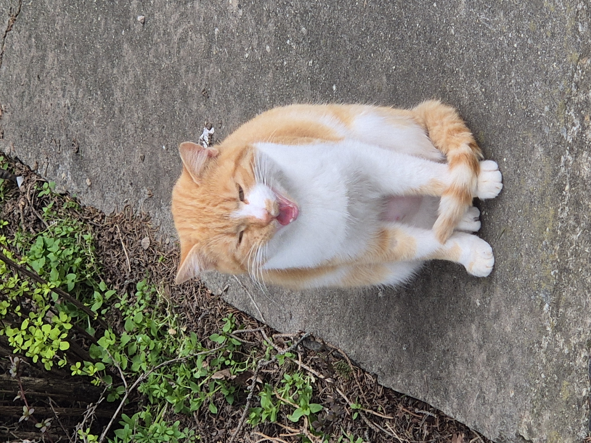 A bicolored domestic cat, displaying orange tabby markings and white fur, is seated on a grey concrete surface in Pavlikeni, Bulgaria. The cat is positioned in the foreground, facing slightly towards the viewer, with its mouth open wide in what appears to be a yawn or vocalization, revealing a pink interior and its eyes partially closed. Its front paws are placed together, and its orange and white striped tail is curled around its right side on the ground. To the left of the cat, the concrete borders an area of green vegetation, consisting of small-leafed plants and darker woody stems, interspersed with dried brown foliage and detritus. The concrete itself exhibits varied textures and minor discolorations.