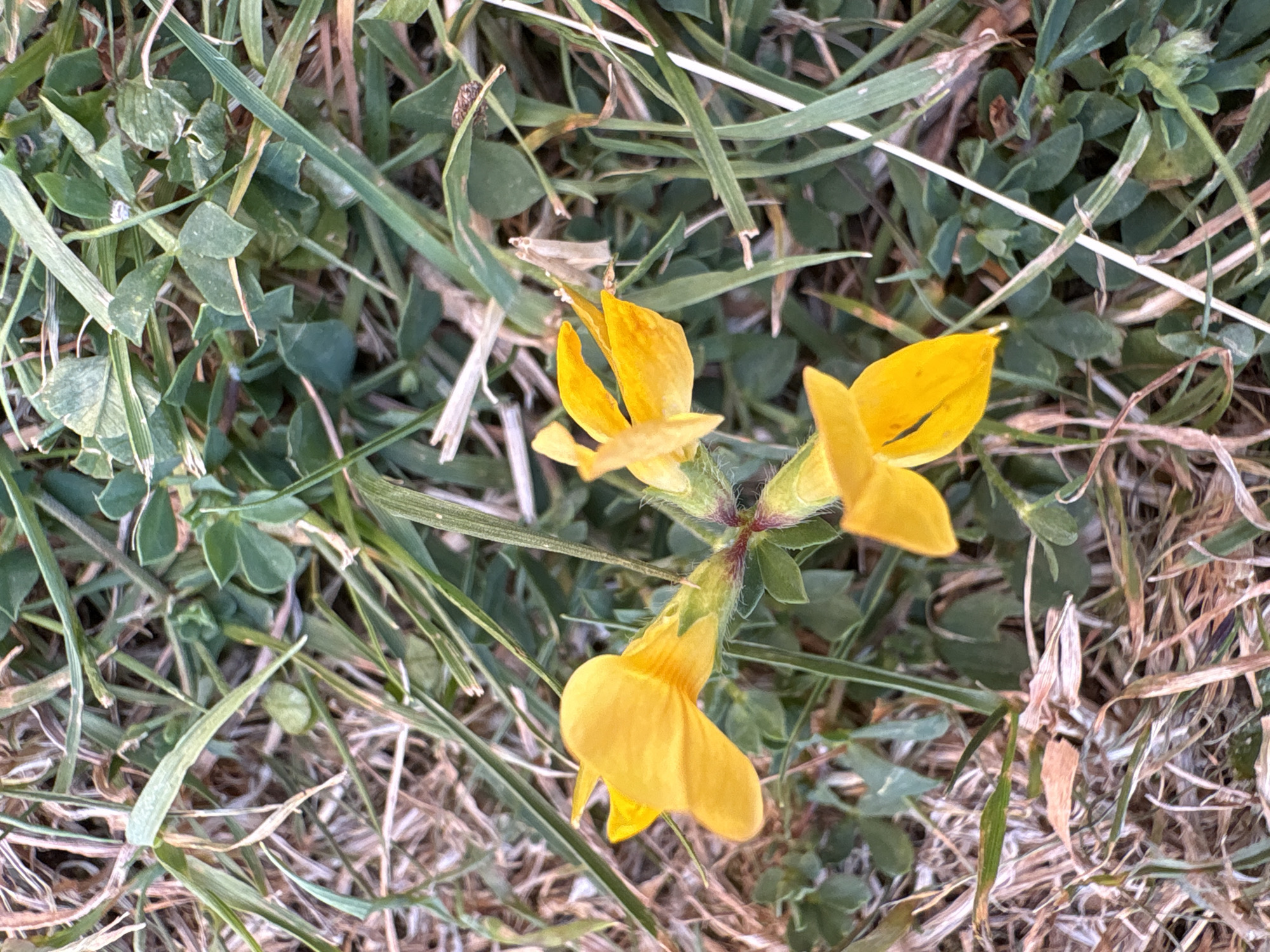 The image shows a close-up view of yellow flowers amidst grass and dry leaves. The flowers have a distinctive pea-like shape with a prominent upper petal. The surrounding vegetation consists of green blades of grass and some smaller, clover-like leaves, interspersed with dry, brown grass stalks. The lighting suggests it is daytime, possibly late afternoon or early morning, given the soft light and shadows. There is no indication of human presence or any specific landmarks that would allow for pinpointing a location within Chelmsford, United Kingdom. The scene is natural and appears to be an outdoor, possibly uncultivated area.