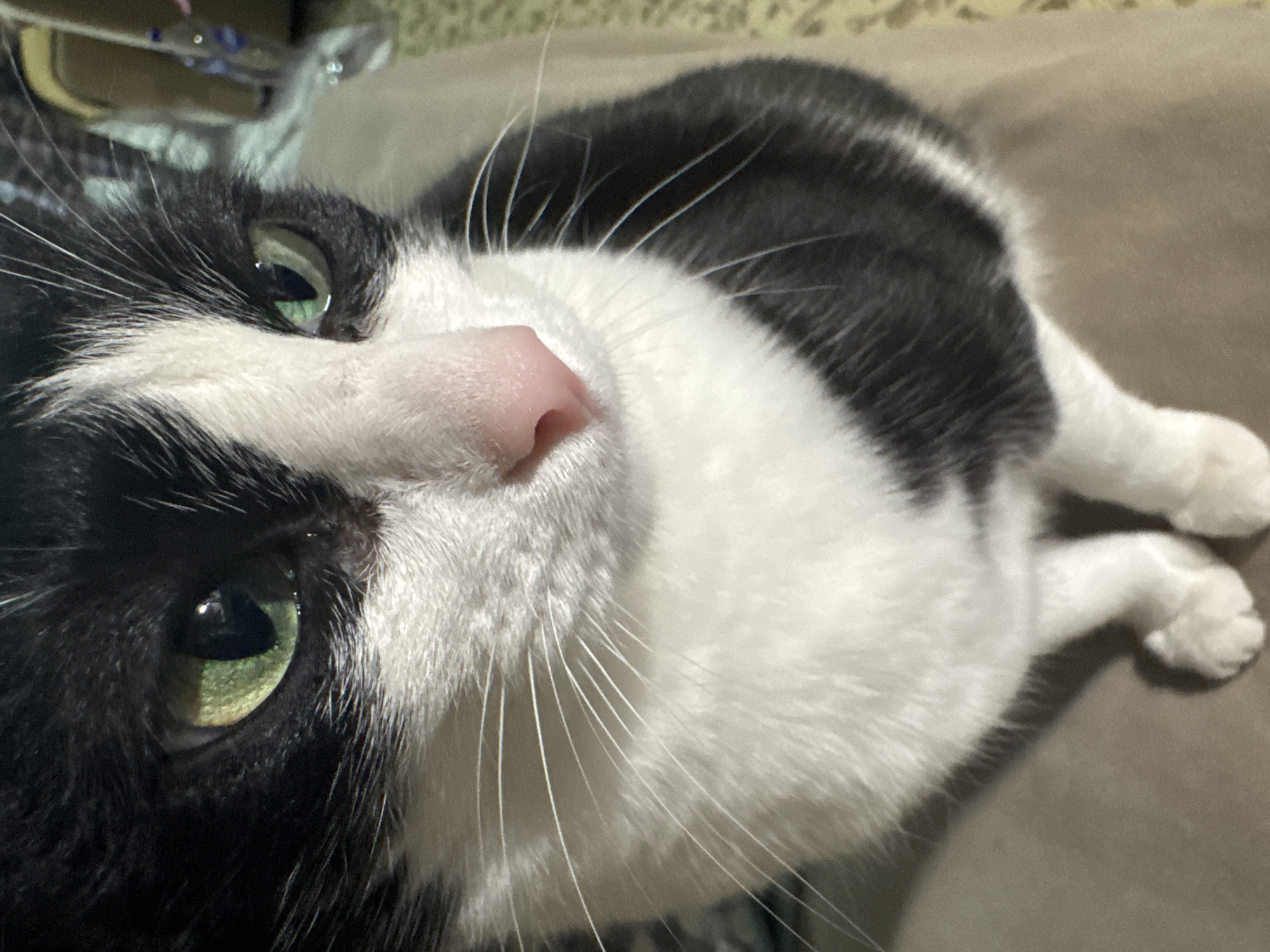 A black and white cat is lying down, facing the camera, on a brown surface. The cat has green eyes and a pink nose. The cat is likely indoors. There is no indication of Chaikovsky, Russia.