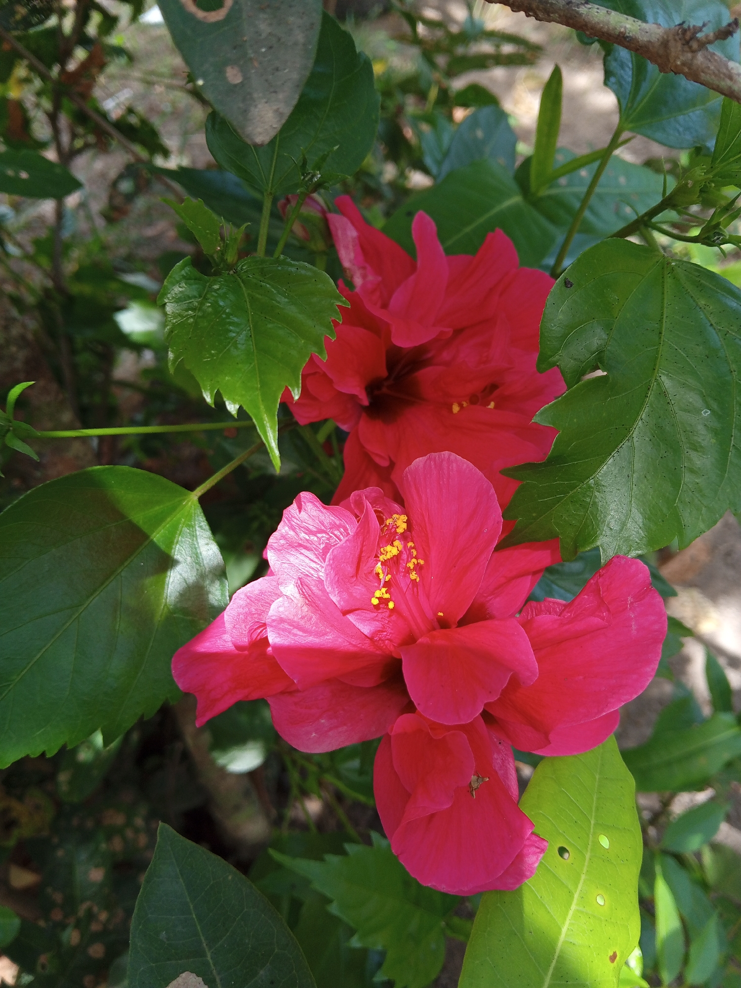 Two bright red hibiscus flowers are centered in the image, surrounded by vibrant green leaves. The flowers are in full bloom, with yellow stamens visible. The leaves vary in size and shape, with some showing signs of insect damage (holes). A small tree branch is visible in the upper right. The setting is outdoors, likely a garden or natural area. Location of Palohigeuh, Indonesia is not visibly apparent in the photograph.