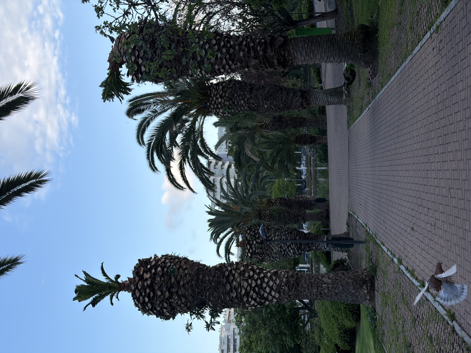 A series of palm trees line a brick-paved pathway in Arroyo De La Miel-benalmadena Costa, Spain. The trees are of varying heights and have thick, textured trunks. The pathway stretches into the distance, and white buildings can be seen between the trees. A bird is in motion, near the pathway's edge. The sky above is blue with scattered white clouds. The perspective is from a low angle, looking upwards.