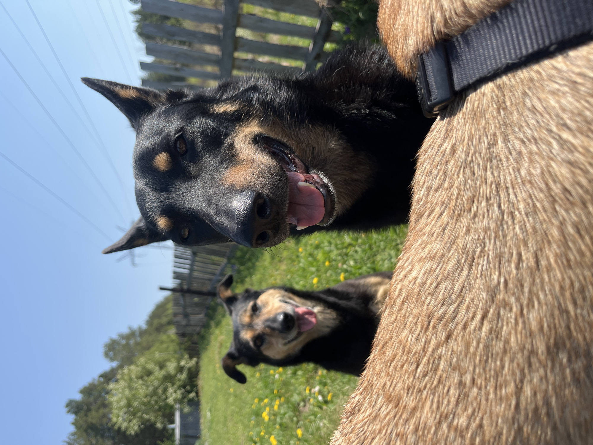 The image shows two dogs outdoors on a sunny day. One dog, primarily black with tan markings, is in the foreground, with its head angled towards the camera and tongue sticking out. Behind it and slightly out of focus is another dog of the same breed, also with its tongue out. A third dog with tan fur is partially visible, with its body taking up a large portion of the right side of the frame. A black collar is visible on the third dog. The dogs are on a grassy area dotted with yellow flowers. A wooden fence and trees are visible in the background under a blue sky. The location is not identifiable as being in Nizhny Tagil, Russia from the visual information provided.