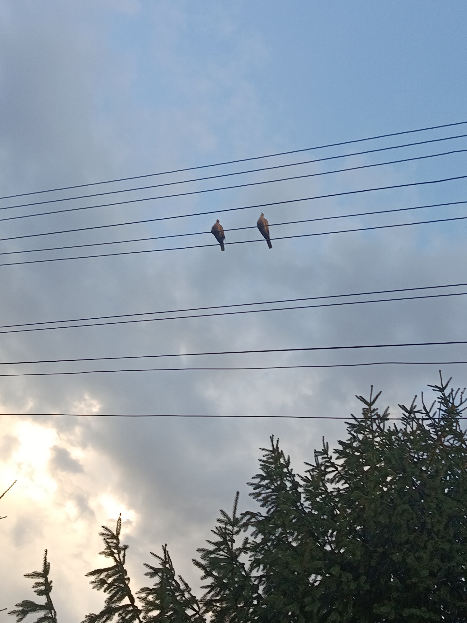 The image shows a cloudy sky with two birds perched on overhead wires. In the foreground, the tops of several evergreen trees are visible. The scene appears to be an outdoor setting, possibly in a residential area. There is no indication of the specific location within Smila, Ukraine. The lighting suggests it is either early morning or late afternoon. The birds are small and appear to be facing in different directions. The wires are dark and run horizontally across the frame.