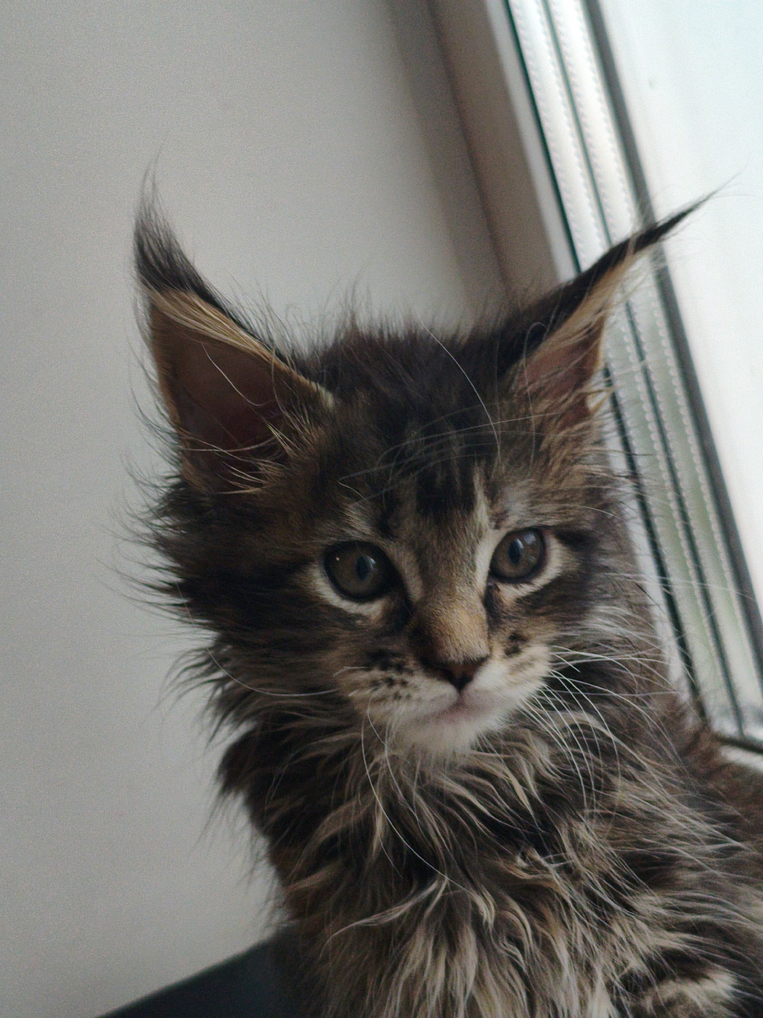 A close-up, medium shot captures a young, fluffy tabby kitten with distinct ear tufts and prominent white whiskers. The kitten is positioned in front of a window with vertical blinds. The background is a plain, light-colored wall. The kitten's fur is predominantly brown and black, with lighter brown markings on its face. Its eyes are open and focused, appearing to look slightly upwards and to the left. The lighting suggests an indoor environment, possibly during the daytime. There is no indication of the city of Ridder, Kazakhstan, or any other specific location.