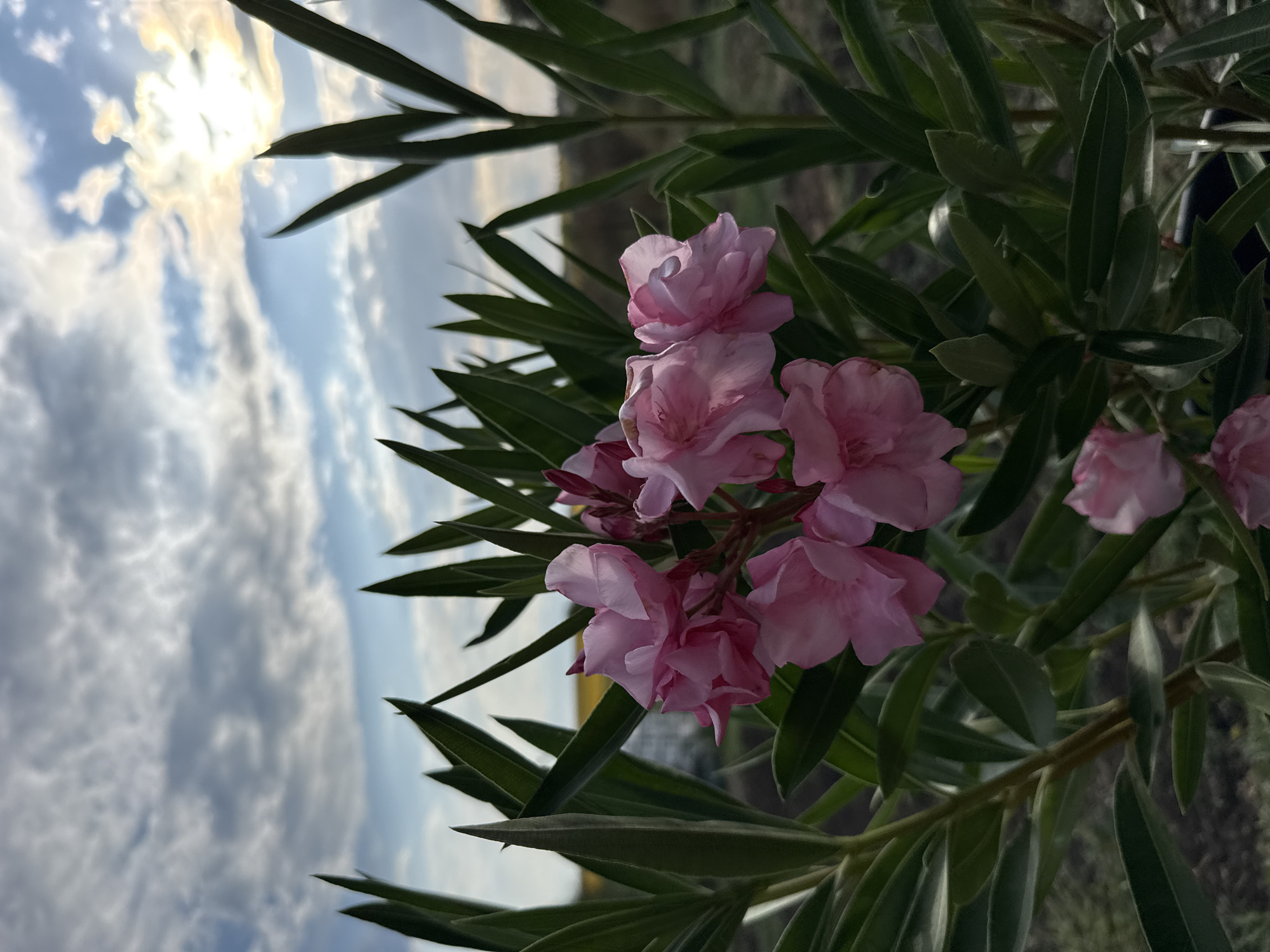An upward-angle, medium shot captures a cluster of delicate pink flowers, likely oleander, in bloom. The flowers are the focal point, surrounded by their lush, dark green foliage. Beyond the plant, a hazy yellow field stretches into the distance, punctuated by a faint white structure. The sky above is a dramatic expanse of blue, layered with soft, wispy clouds. The setting sun casts a warm glow, illuminating the clouds and creating a luminous halo effect around it, visible in the upper right quadrant of the image. The overall scene suggests an outdoor environment, possibly a garden or natural landscape, with the characteristic sky of Marinka, Bulgaria, during dusk. There are no people or discernible actions in the image.