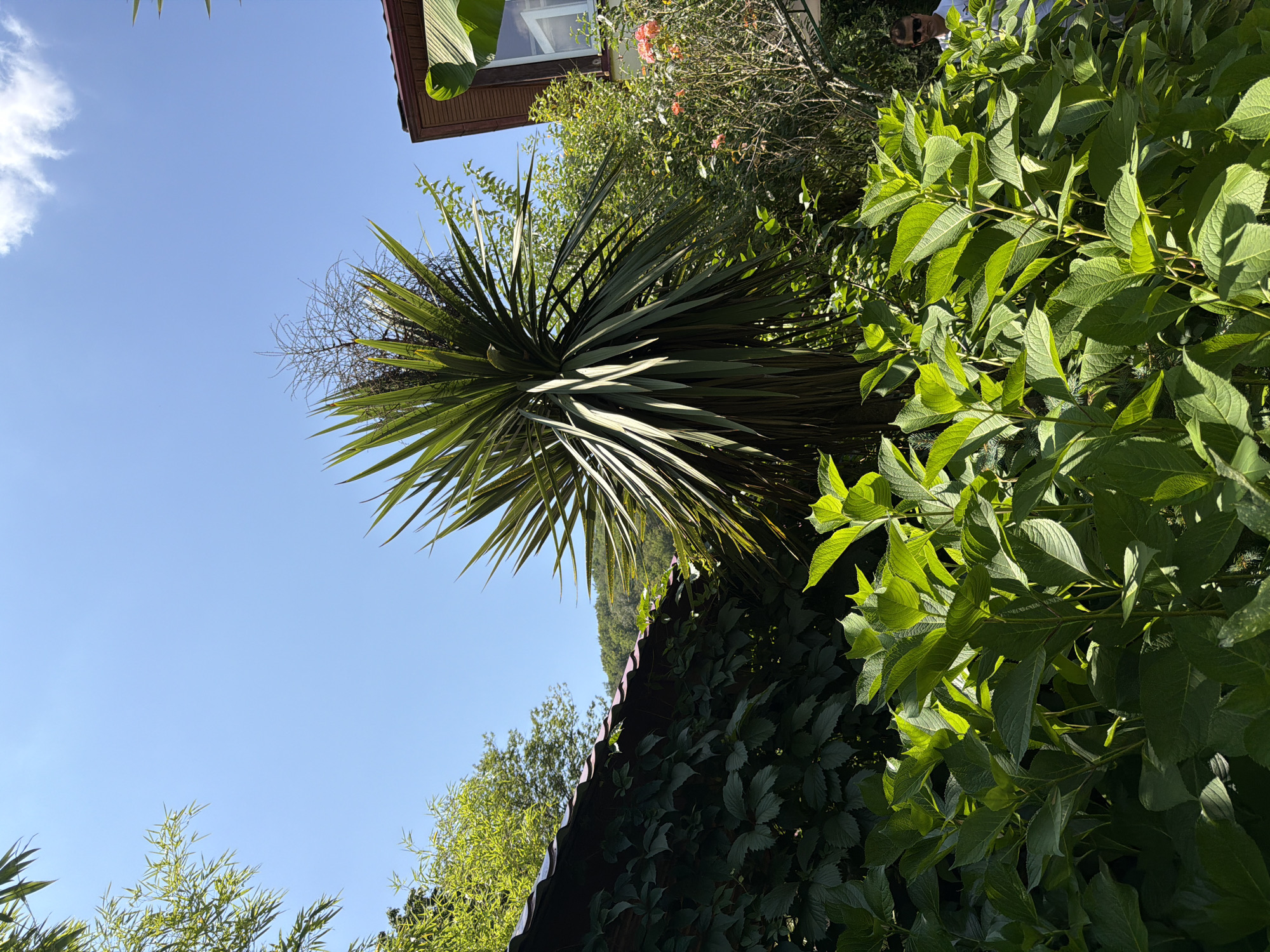 The image depicts a lush, verdant garden on a clear, sunny day. In the foreground, large, bright green leaves dominate the frame, their surfaces catching the sunlight. Behind these, a tall, spiky palm-like plant stands prominently, its fronds fanning out. To the left, a dark, ivy-covered wall or fence runs horizontally, topped by a dark, wavy-roofed structure. Beyond the wall, dense green foliage and trees create a natural backdrop, with a sloping, tree-covered hill visible in the distance. On the right side of the image, a portion of a building with brown siding and a window is visible, partially obscured by lush greenery and some pink blooming flowers. A person, wearing sunglasses and a white shirt, stands in the lower right corner, partially obscured by the foliage, looking towards the left. The scene suggests a private garden or a residential area in a warm, possibly subtropical climate, consistent with Adlerskiy, Russia, a district known for its mild climate and abundant greenery.