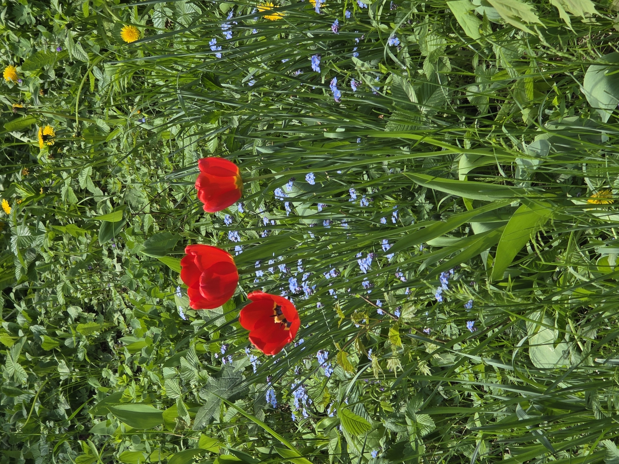 The image depicts a close-up of a grassy area with scattered wildflowers. Three prominent red tulips are centrally located, interspersed with blue forget-me-nots and yellow dandelions. Green grass and various leafy plants fill the background. The location is indicated as Novomoskovsk, Russia.