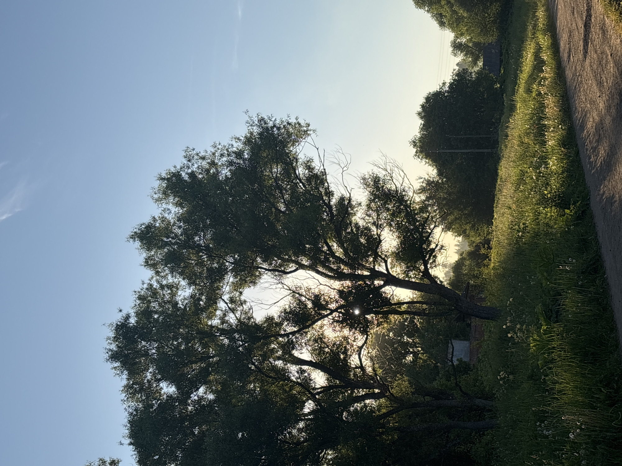 The image depicts a rural or semi-rural landscape in Rozhdestveno, Russia, captured during either early morning or late afternoon, evidenced by the low sun angle and long shadows. The scene is dominated by a clear sky transitioning from a light blue at the zenith to a bright yellow-orange haze near the horizon. Wispy, thin clouds are faintly visible in the upper left quadrant of the sky.
In the mid-ground and foreground, a dirt path or road runs from the lower right corner, curving slightly to the left and disappearing into the dense vegetation. The path is uneven, with visible tire tracks or depressions, and is partially covered by shadows cast by the trees. Lush green grass and various wildflowers, including dandelions, line both sides of the path, with a sunlit patch of grass on the right receiving direct illumination.
Numerous deciduous trees with dark green foliage are prominent across the image, particularly on the left and central mid-ground. These trees are heavily silhouetted against the bright sky, with the sun's rays penetrating through gaps in their dense canopies, creating a distinct lens flare effect centrally. Some bare branches are visible among the leaves, especially in the central tree cluster.
In the background, partially obscured by trees and dense foliage, are two man-made structures. To the left, a small building with a light-colored, possibly faded blue or grey, wall and a darker roof is visible. Further to the right, another structure with a dark, sloping roof is discernible, accompanied by two dark vertical utility poles, suggesting infrastructure for electricity or communication. The distant background features a hazy outline of additional trees or landforms. No people or animals are present in the scene.
