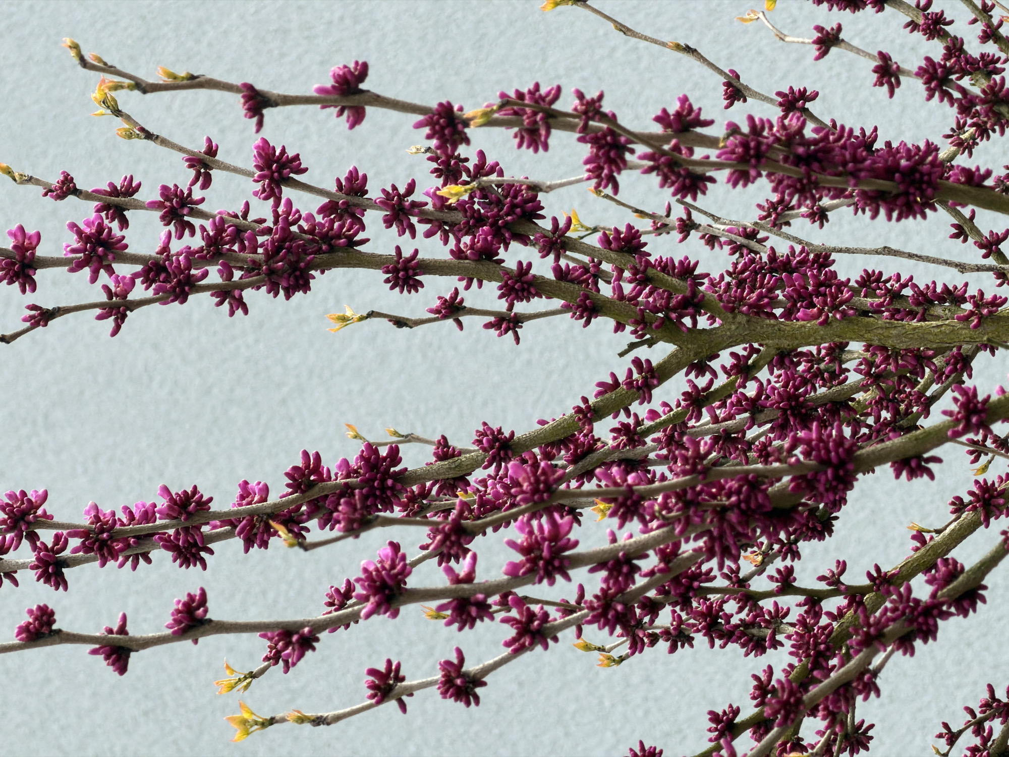 The image depicts a close-up view of branches adorned with vibrant magenta blossoms. The branches, varying in thickness, extend across the frame against a soft, neutral background. Small, emerging yellow-green leaves punctuate the branches, indicating early spring. The composition focuses on the texture and color of the flowers and branches, creating a sense of depth and detail. While it is possible that such a scene could exist in Esch-sur-Alzette, Luxembourg, the image itself does not provide information about the location.