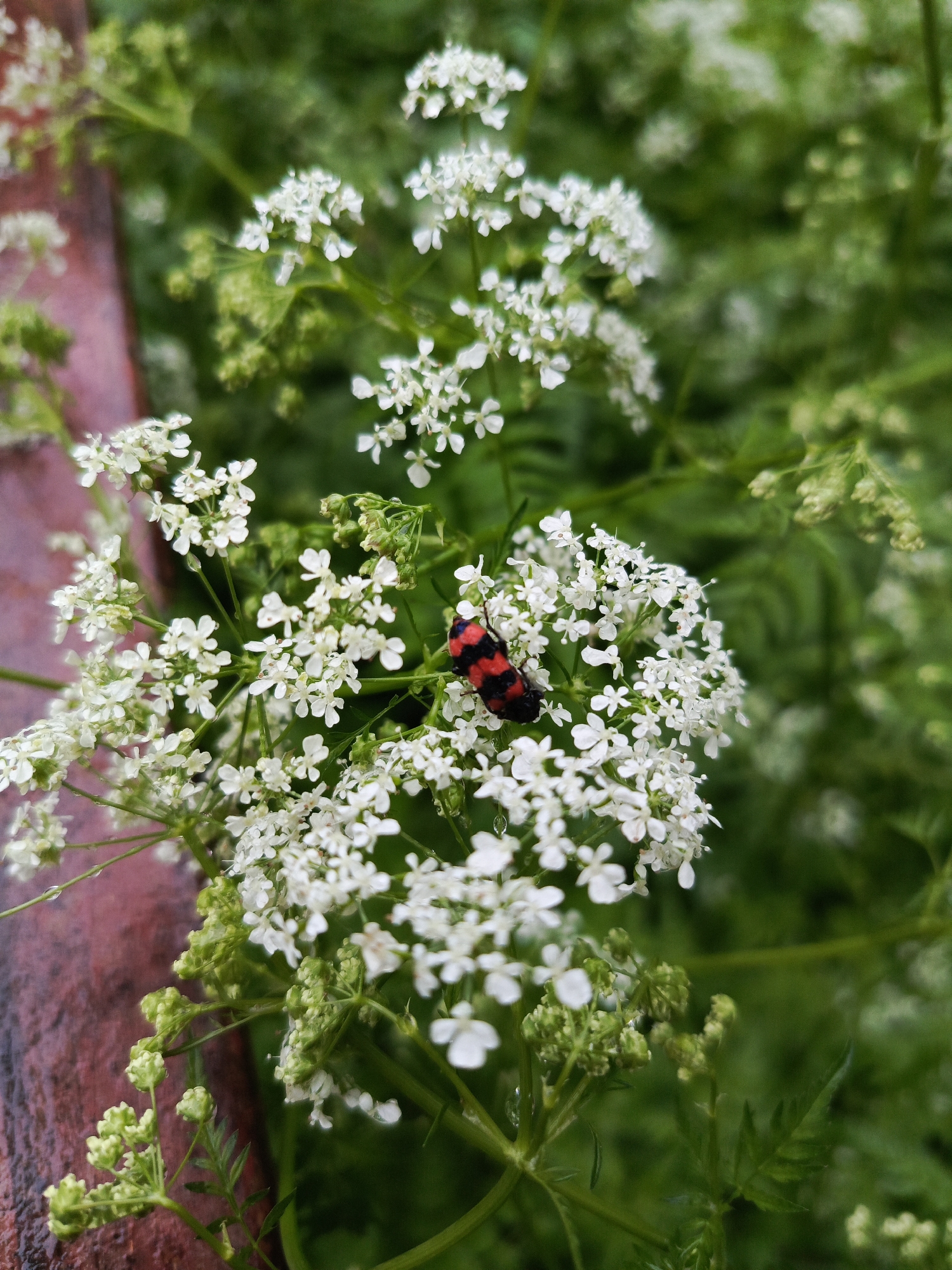 A close-up shot shows a cluster of white flowers, possibly Queen Anne's Lace, with a red and black beetle resting on one of the flower heads. The scene is in natural lighting and appears to be outdoors. There is a blurred green background with a bit of a reddish brown object on the left edge of the image. Specific information to confirm the location as Chaikovsky, Russia, is not available from the image.