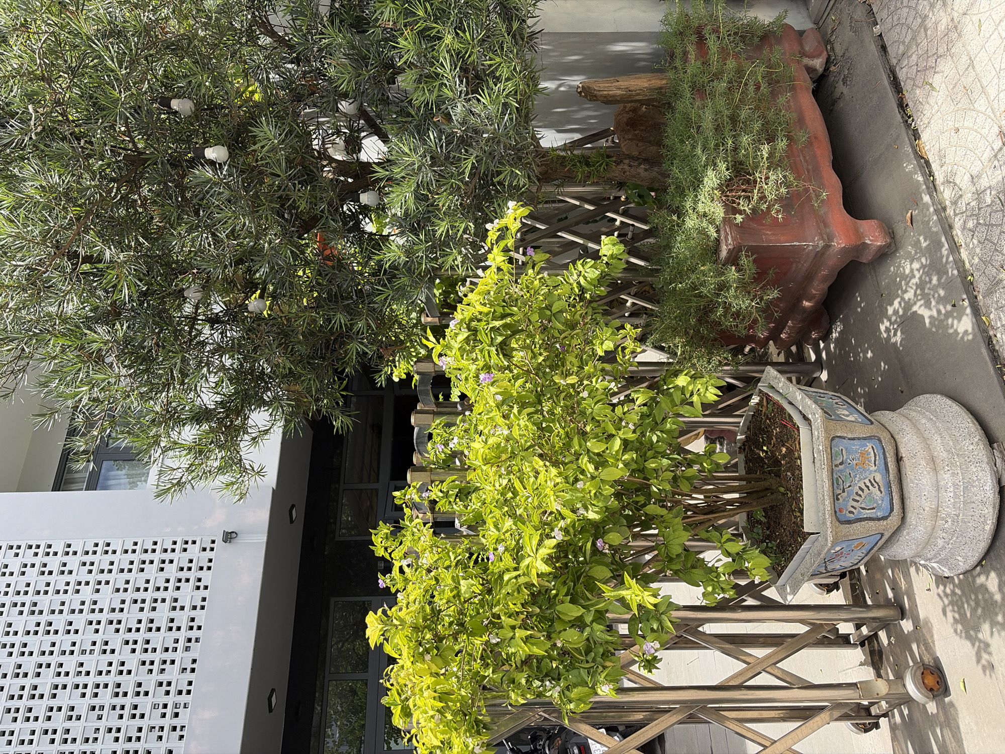 The image depicts an outdoor scene in Đà Nẵng, Vietnam, likely a residential or commercial area, characterized by a building facade with white decorative lattice work and large windows. In the foreground, there are two large potted plants. The plant on the left is a bushy shrub with vibrant green leaves and small purple flowers, situated in a hexagonal concrete pot adorned with painted motifs. This pot rests on a multi-tiered circular concrete base. To the right of this shrub, a tall, slender tree with thin, needle-like leaves is planted in a rectangular, reddish-brown planter. This planter is elevated on ornate legs and contains a dense ground cover of low-lying green plants. The tree has several small, white bulb-like objects hanging from its branches, possibly decorative lights. Behind the plants, a wooden lattice fence is visible. A metal, expandable gate with wheels is partially visible on the left side of the image. The ground is paved with patterned tiles and concrete, with shadows cast by the plants and the building. A motorcycle is partially visible behind the expandable gate on the left. The overall scene suggests a well-maintained outdoor space.