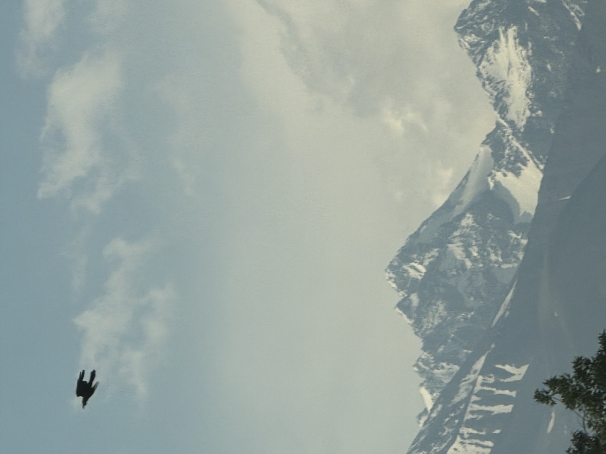 A solitary dark bird with outstretched wings soars across a pale blue sky with scattered clouds. Below the sky, a range of snow-capped mountains forms the background, with jagged peaks and shadowed slopes. In the foreground, a dark green tree with a branch extending into the frame provides a framing element. The overall scene depicts a vast, natural landscape.