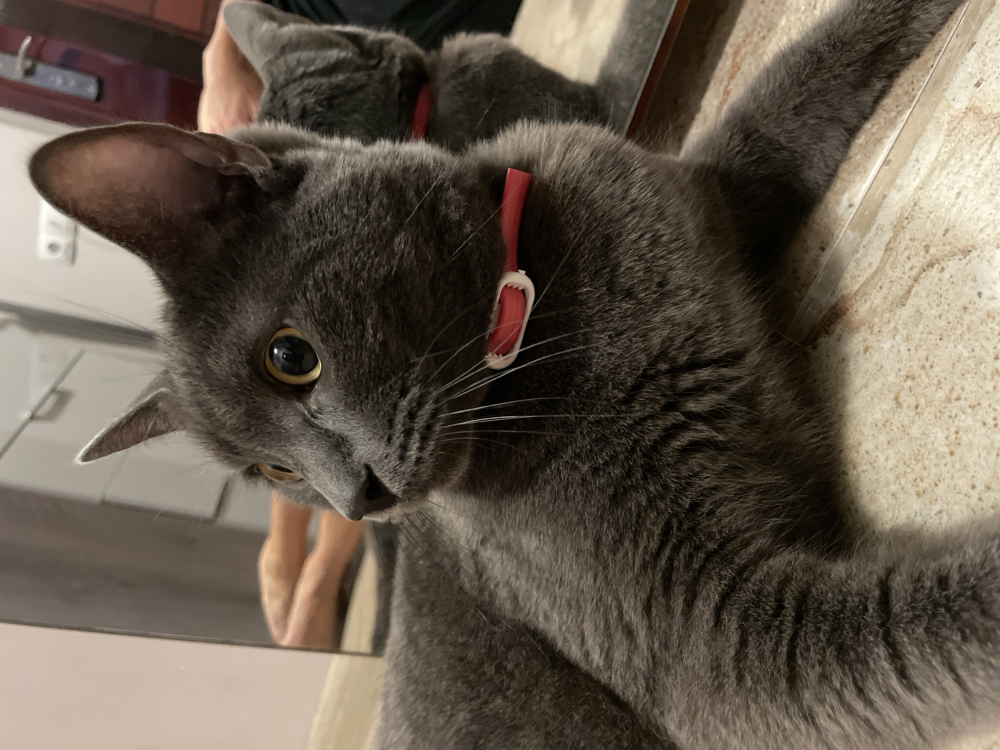 A grey cat with bright yellow eyes is lying down, looking to the left of the frame. The cat is wearing a red collar. The background is blurred but appears to be an indoor setting, possibly a room with a mirror reflecting another cat. The floor has a tiled pattern. The image does not contain information about the location in Sochi, Russia.