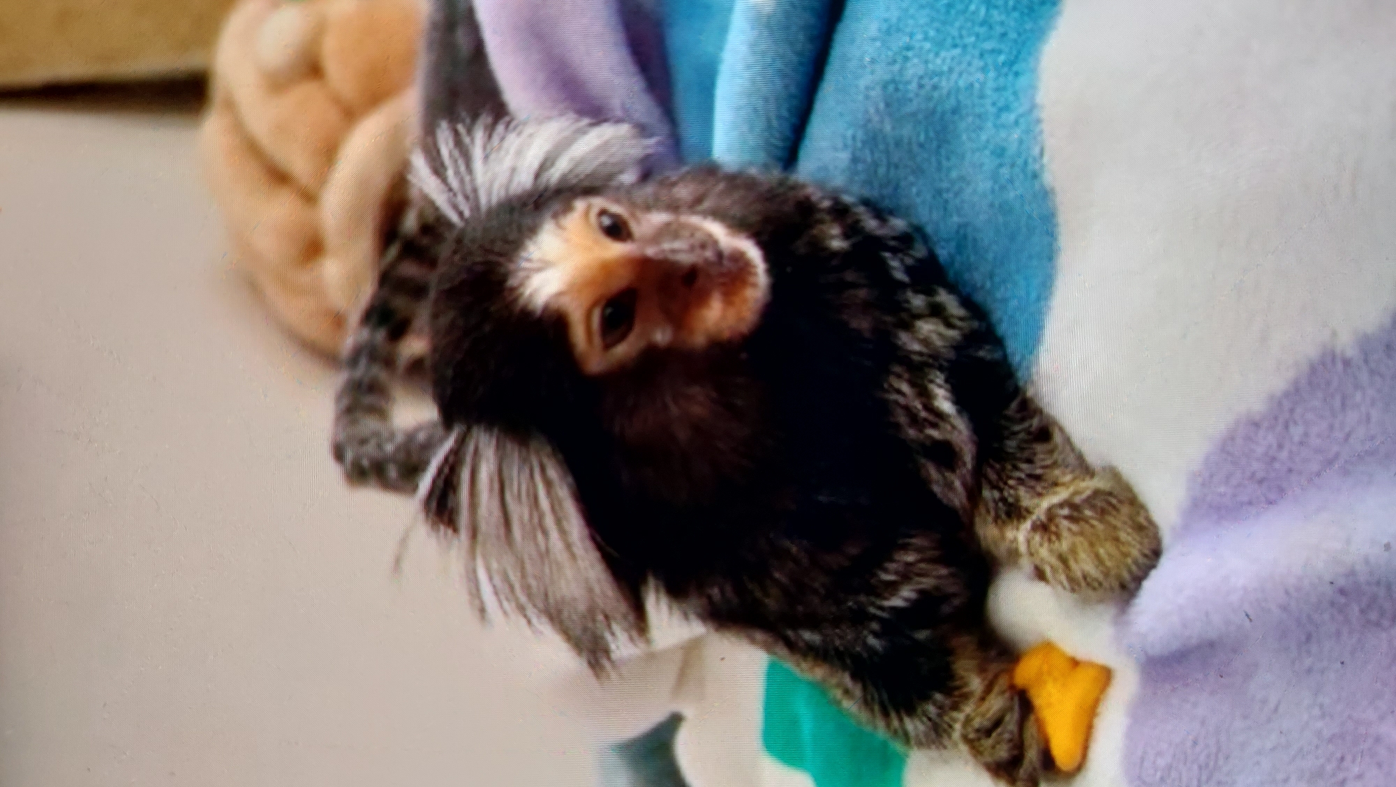 An adult common marmoset is lying down on a colorful blanket. The marmoset is dark brown with a white face and white tufts of fur on its ears. It is looking towards the right of the frame. To its left, on the blanket, is a small, yellow, cheese puff snack. In the background, out of focus, is the blurred form of another animal, possibly a cat, with tan fur. The environment is indoors, with a plain, light-colored wall visible in the upper portion of the image.
