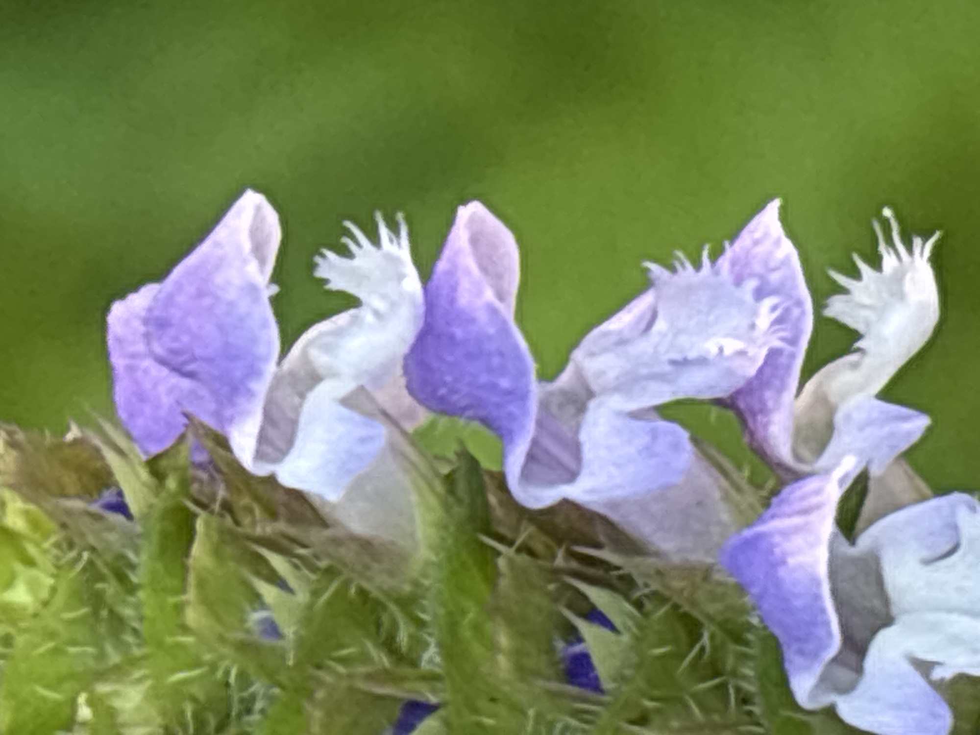 The image is a close-up, macro photograph of a cluster of purple and white flowers with green spiky stems. The flowers are arranged vertically along the stem, with each bloom facing outward. The background is a blurred green, suggesting an outdoor environment like a garden or meadow. There are no people or any discernible urban elements in the image. It is impossible to determine the location in Sochi, Russia, or any specific details related to that city.