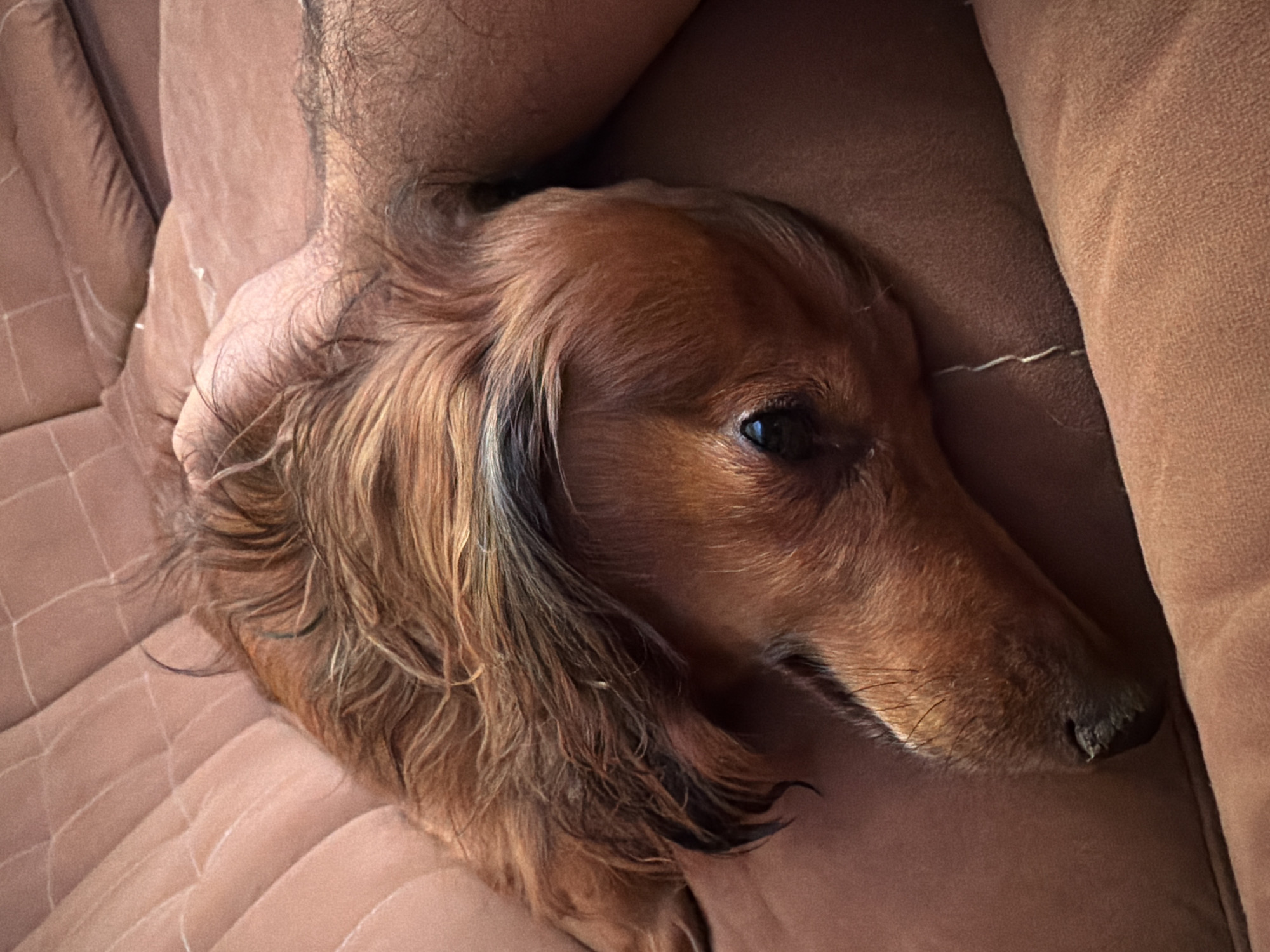 A brown, long-haired dachshund lies on a brown couch. The head and upper torso of a hairy person are visible behind the dog. The scene appears to be indoors. The location cannot be determined from the provided image.