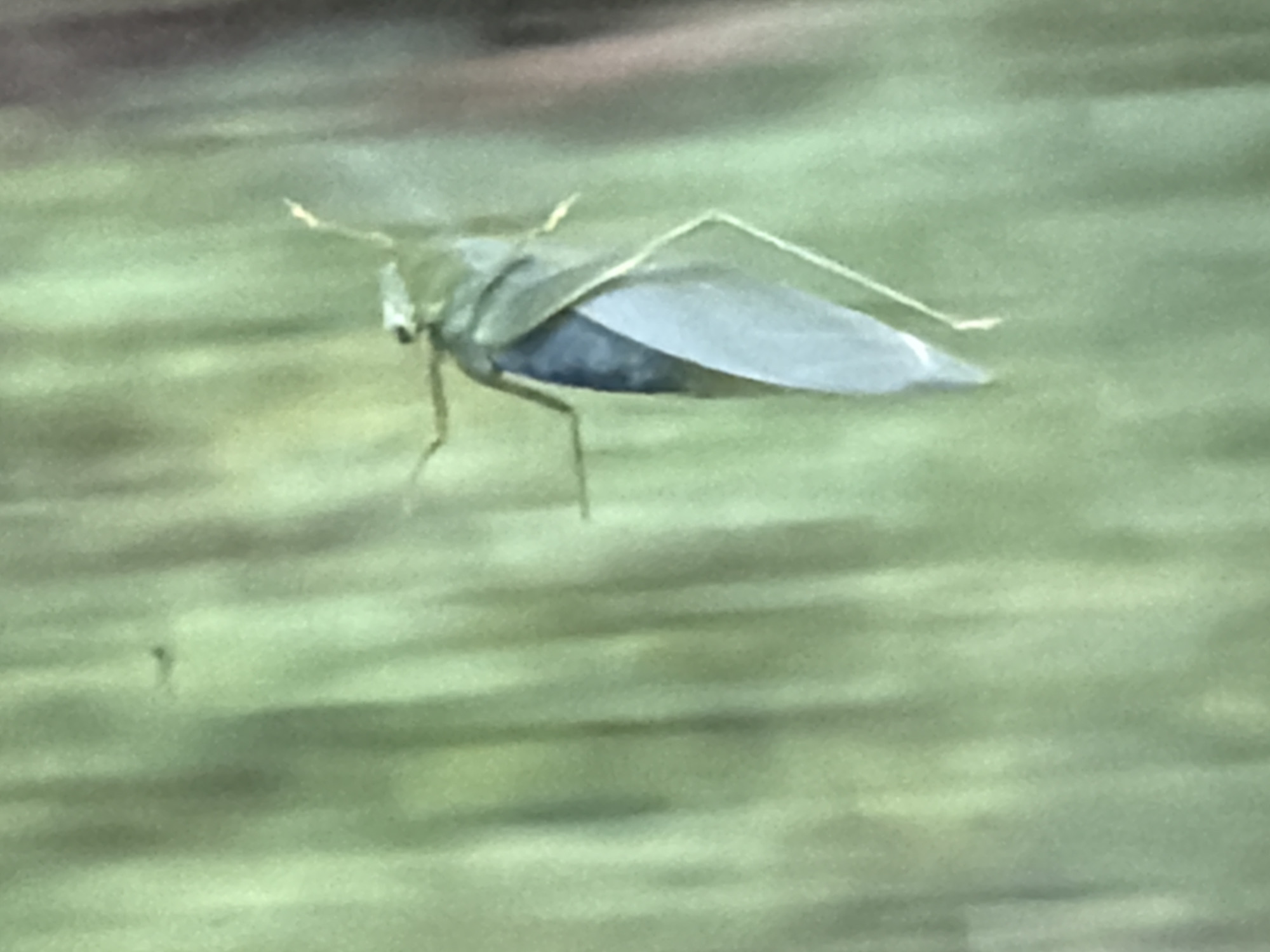 A light green insect with translucent wings is captured in motion against a blurred green background. The insect is angled to the right, with its head facing left. Its body is elongated, and its wings are spread open, revealing a darker, possibly blueish abdomen beneath. Thin legs are visible, extending downwards. The background suggests an outdoor environment, likely foliage or grass, rendered out of focus, indicating a shallow depth of field. The scene is devoid of any human presence or urban elements.