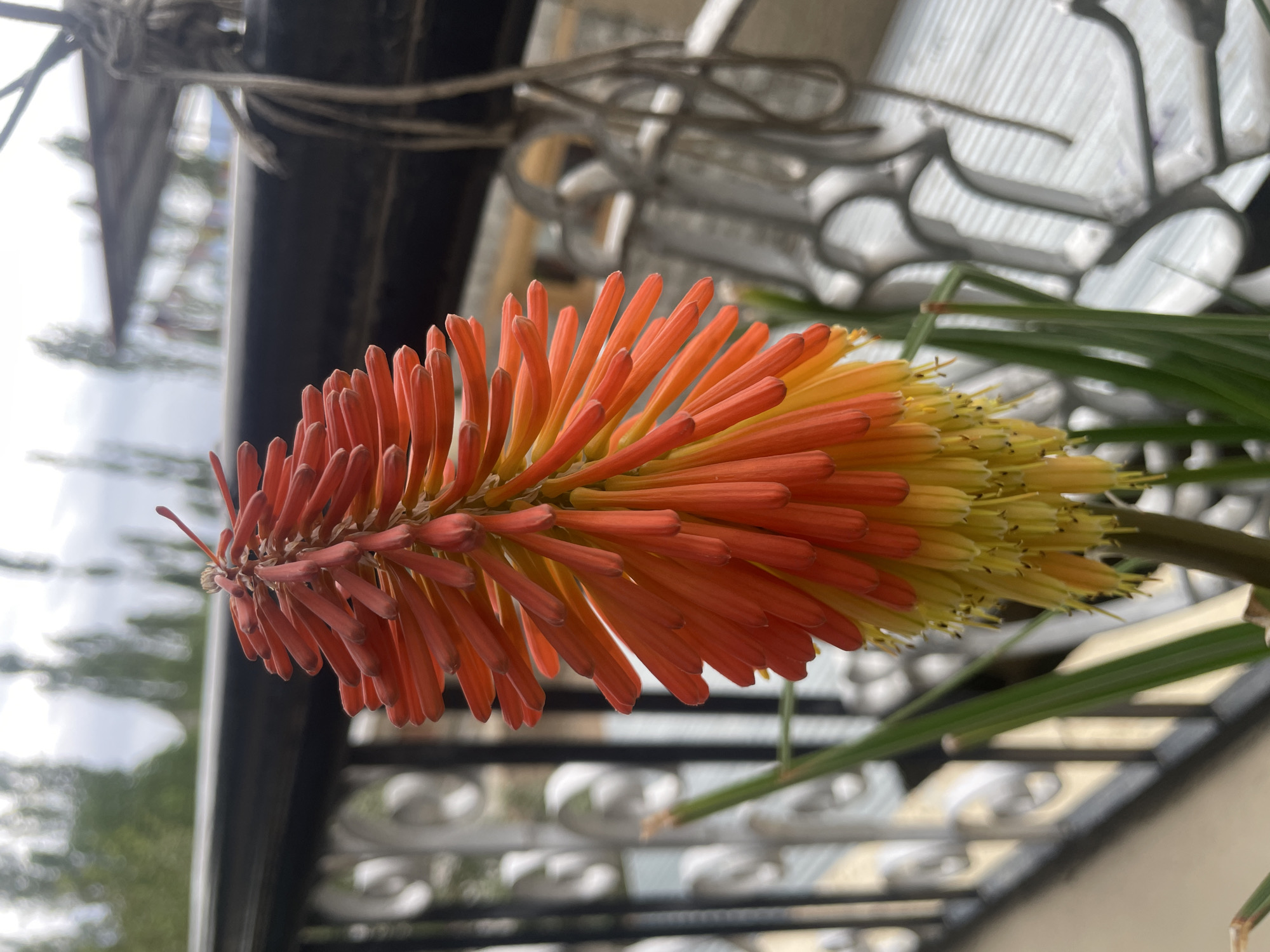 A close-up shot of a red hot poker flower, also known as Kniphofia, is featured in this image. The flower has a torch-like appearance, with tubular florets in shades of orange and yellow, transitioning from red at the top to yellow at the bottom. The flower is set against a blurred background that suggests an outdoor environment. In the background, a dark railing runs horizontally across the frame, behind which a white decorative metal fence is visible. Further back, a corrugated metal roof and some distant trees with slender trunks can be seen, along with a cloudy sky. The scene is likely captured on a balcony or terrace, possibly in the city of Leh, India, given the architectural style of the railing and fence, and the vegetation visible in the background. No people or specific actions are depicted.