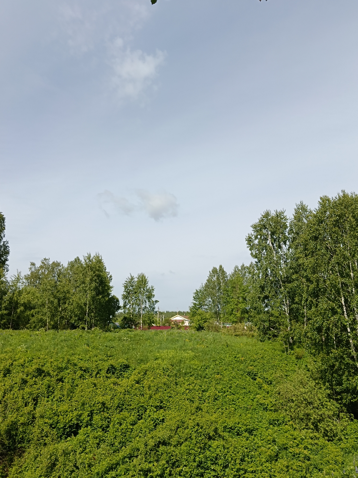 The image depicts a landscape with a field of dense green vegetation in the foreground. Behind the field, a line of trees separates the field from a view of a house with a red roof in the distance. The sky is mostly clear with a few scattered clouds. The location is in the city of Unknown, Unknown.
