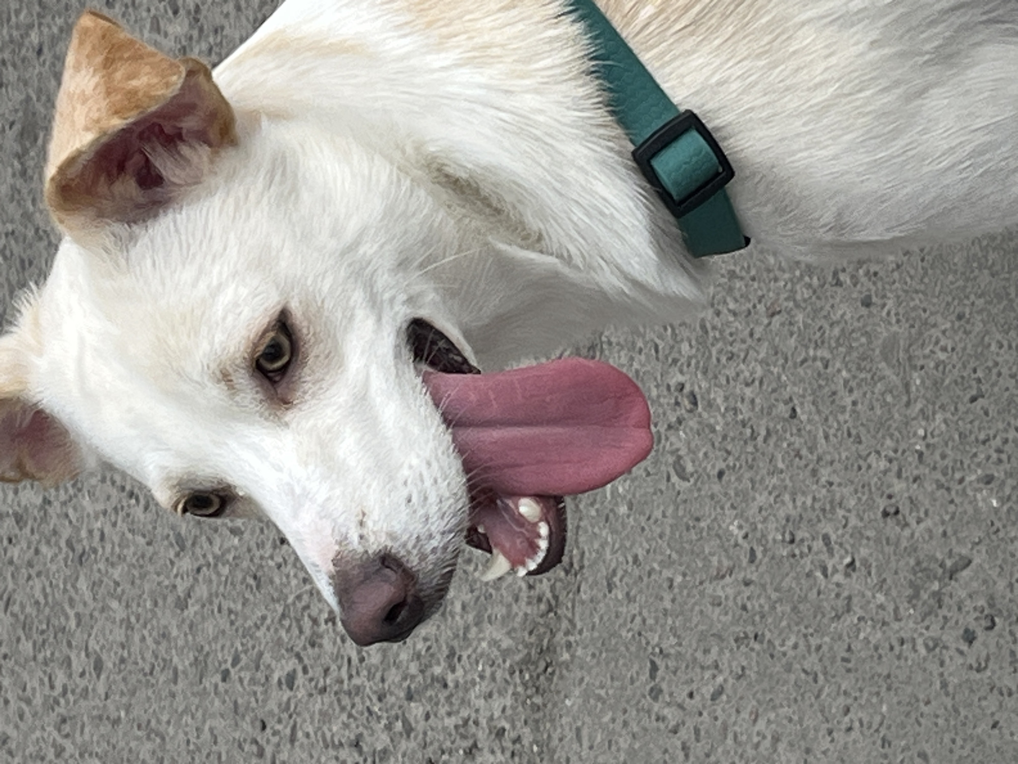 A close-up, eye-level shot shows the head and neck of a light-colored dog, likely a Husky or similar breed, panting with its tongue extended. The dog has light brown ears, brown eyes, and a dark brown nose. It is wearing a teal collar with a black buckle. The background is a textured gray asphalt surface. There is no indication of the specific location within the city of Lviv, Ukraine.