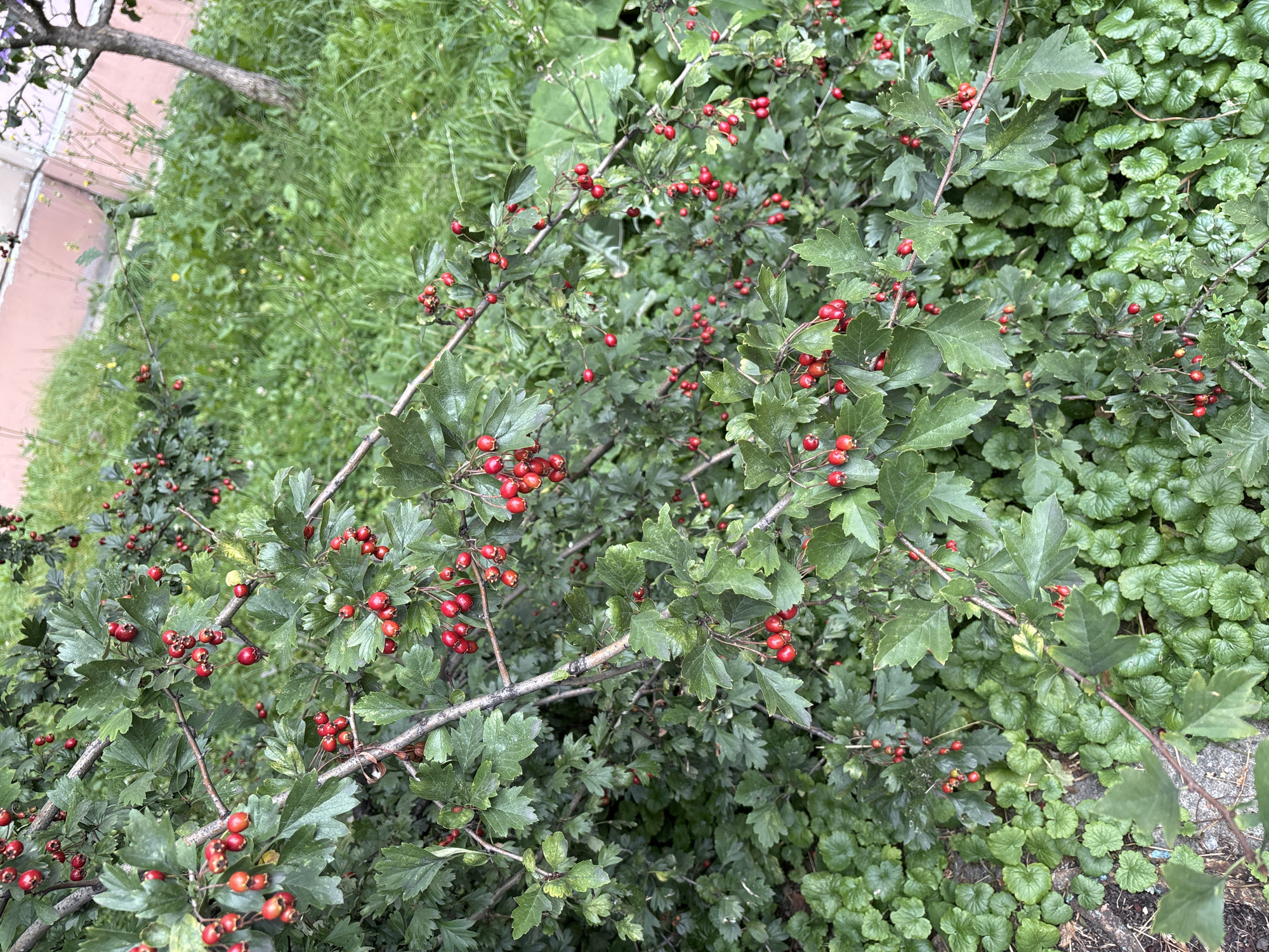 The image shows a close-up view of a hawthorn bush with numerous red berries and green leaves. The bush is situated outdoors, with a grassy area and a building in the background. The presence of the building and grass suggests an urban or suburban environment, possibly a park or a residential area in Odintsovo, Russia. There are no people or animals visible in the image. The lighting is natural, indicating it was taken during the daytime. The focus is on the natural elements of the bush, with the background slightly blurred.