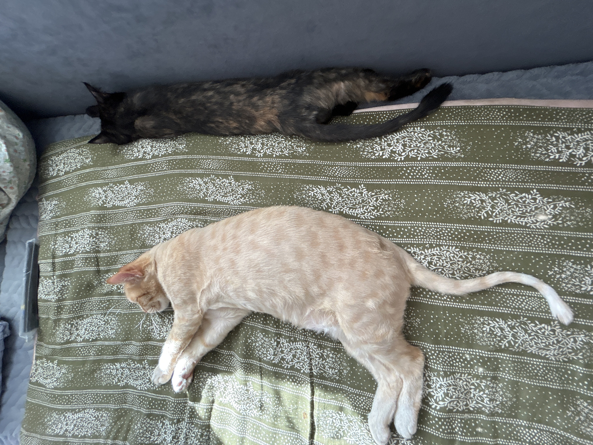 Two cats, one a light orange tabby and the other a dark tortoiseshell, are asleep on a green and white patterned blanket. The orange tabby is on its side with its paws crossed, while the tortoiseshell is stretched out on its stomach with its head facing the edge of the blanket. The blanket is on a bed, and the cats appear to be indoors. There is no information in the image to indicate the location in the city of Sibay, Russia.