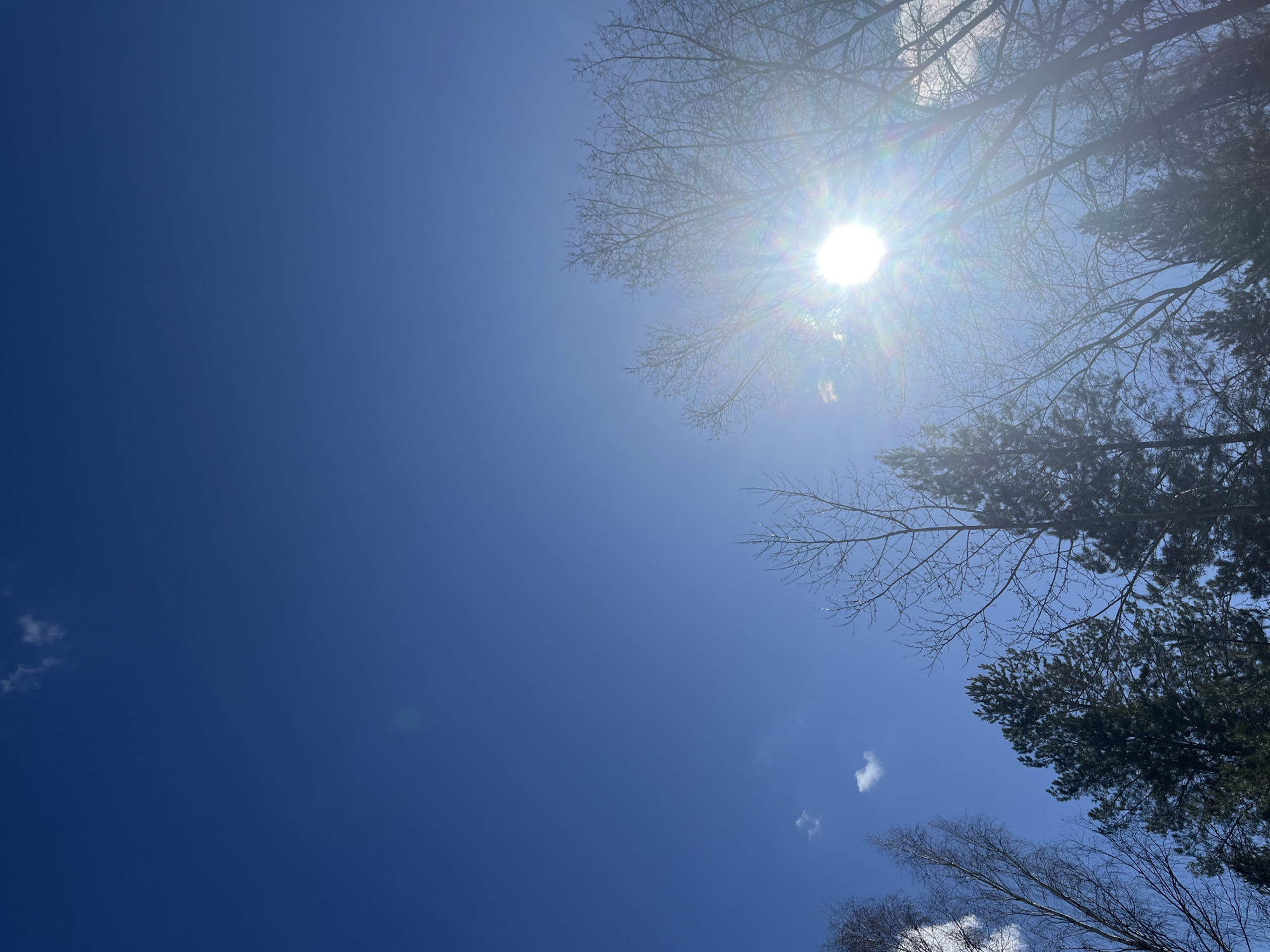 The image shows a view looking up into a bright blue sky with tree branches in the upper and right portions of the frame. The sun is positioned near the top-right, creating a bright glare and lens flare. The trees are a mix of deciduous, appearing bare or sparsely leaved, and evergreens. There are a few wispy clouds visible in the lower-left and lower-center of the frame. The exact location is not determinable from the provided image.