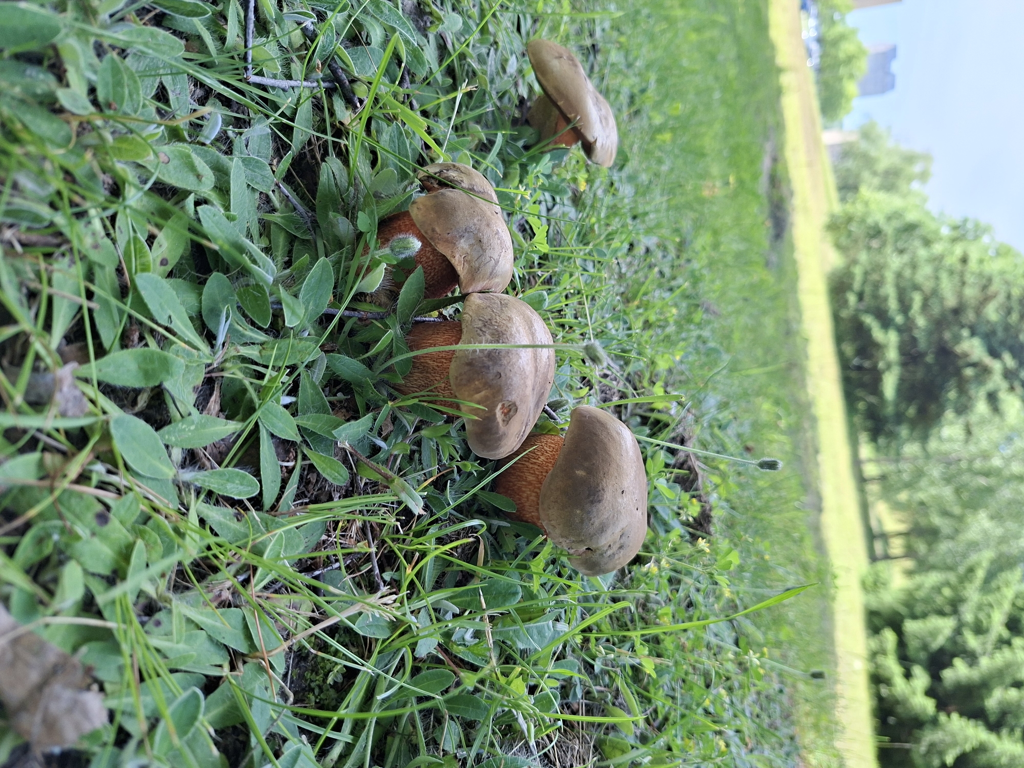 Four mushrooms are visible in the foreground of a grassy area. The mushrooms have brown caps and reddish-orange stems. They are clustered together, with three in a tighter group and one slightly further back and to the left. The background shows a grassy field, trees, and distant buildings, suggesting an urban park setting. The sky is overcast. The location is identified as the city of Alytus, Lithuania.