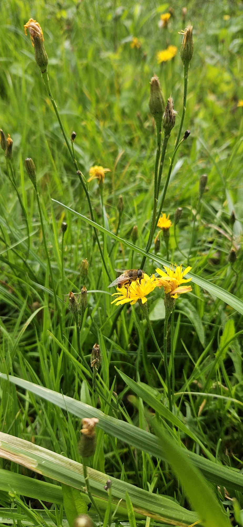 The image captures a close-up view of a field of grass and wildflowers. A hoverfly, with its distinctive yellow and black striped abdomen, is perched on a bright yellow dandelion-like flower. Several other unopened flower buds and withered flower heads are scattered throughout the frame, amidst lush green grass. The background is a blur of more green foliage and some distant yellow flowers. The scene appears natural and untouched, suggesting a rural or park-like setting. Without further information, the specific location within Vitsebsk, Belarus cannot be determined from the image alone.