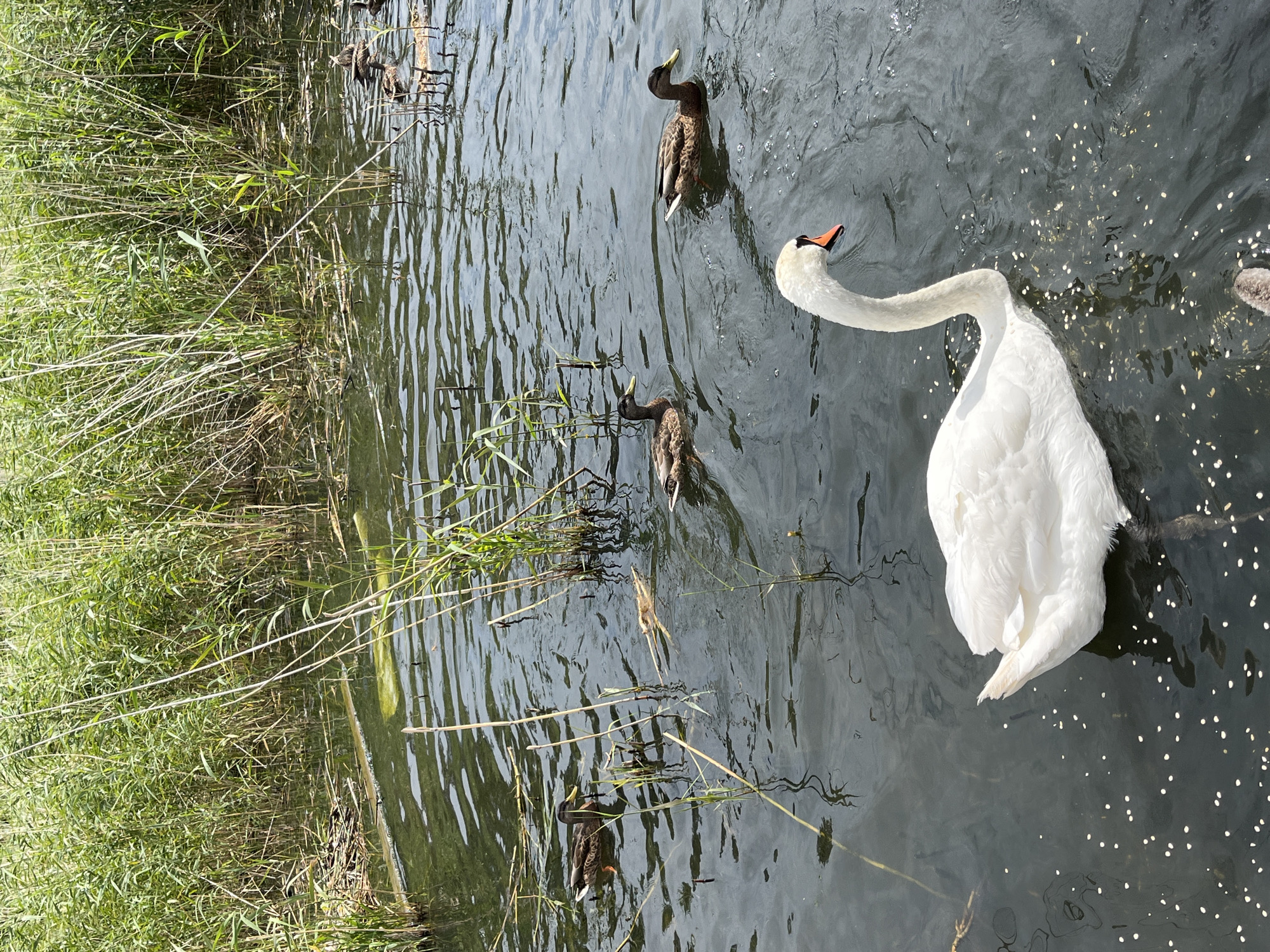 A white swan with an orange beak swims in dark water near tall green reeds. Several brown ducks are also present in the water, some are closer to the reeds and others are further out in the water. The water is rippling and reflects the sunlight. There are small white specks floating on the surface of the water. The location is Yantarny, Russia.