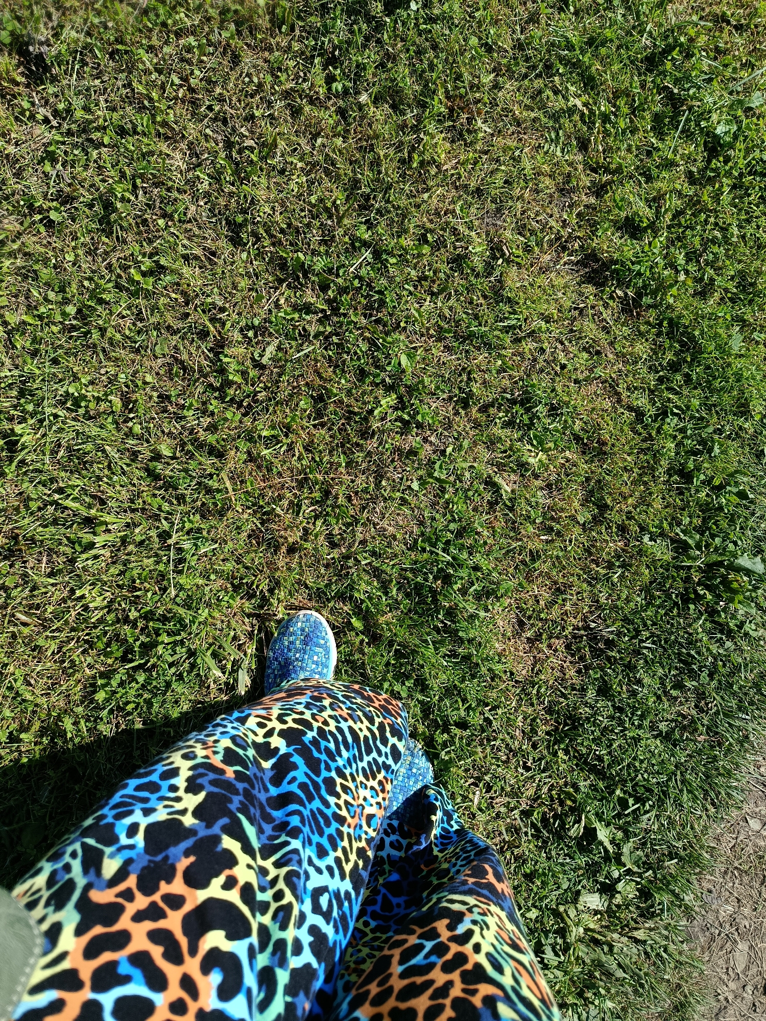 The image shows a person's legs and feet standing on a patch of green grass. The person is wearing brightly colored leggings with a leopard print pattern featuring black, blue, orange, and yellow spots. They are also wearing blue, mosaic-patterned shoes. The grass appears to be a mix of green and dry blades, with some dirt or gravel visible on the right side of the frame. The lighting suggests it is daytime, with sunlight casting shadows. This scene could be in a park, a backyard, or any outdoor area with grass in the city of Vereya, Russia.