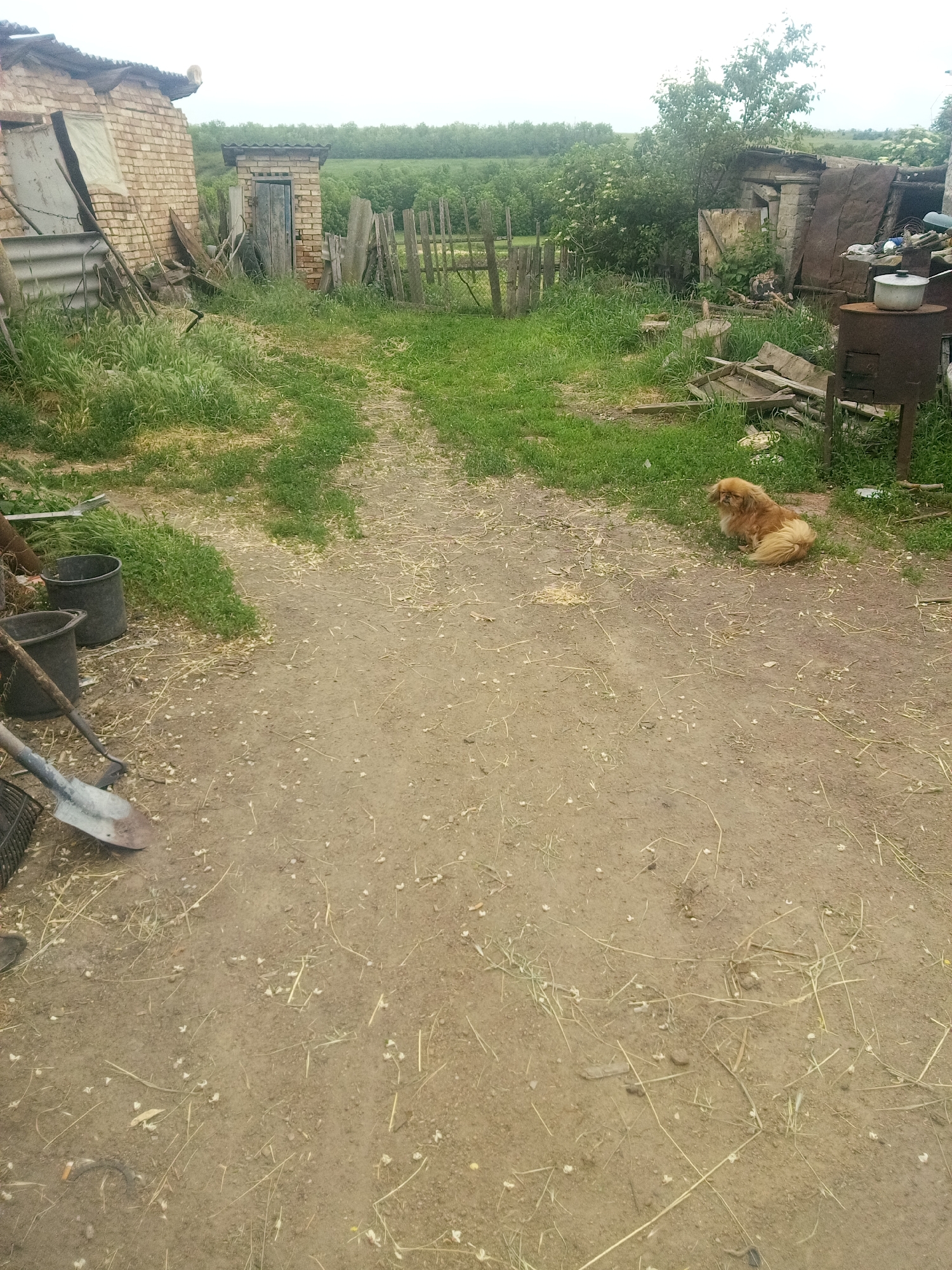 The scene depicts an outdoor rural or semi-rural yard in Zelenyi Hai, Ukraine, under an overcast sky. A wide, light-brown dirt path, interspersed with patches of green grass and scattered dry straw, extends from the foreground towards the background, creating a central divide.
On the left side of the path, two dark, cylindrical buckets are visible in the foreground, near a rusted metal shovel and another obscured tool. Further back, a single-story, reddish-brown brick building with a corrugated metal roof stands, appearing dilapidated with an obscured entrance partially covered by fabric. Various pieces of wooden debris and corrugated metal sheets are stacked against it. Adjacent to this building, a smaller, narrower brick structure with a worn wooden door and a dark roof is present, consistent with an outhouse. A dilapidated wooden fence line extends from this area into the mid-background.
On the right side of the path, a medium-sized dog with long, light-brown/tan fur is seated on a patch of green grass, facing left towards the path. Behind the dog, a dark, rustic metal stove or heater with a single light-colored metal pot resting on its top surface is visible. Behind the stove, another weathered structure constructed from stone or concrete blocks and corrugated metal sheets is present, partially obscured by foliage.
The background features dense green foliage, including trees and bushes, behind the structures and fence. A distant tree line marks the horizon, followed by what appears to be open fields or rolling hills. The sky is a uniform light grey, indicating an overcast day. No human figures are present in the image.
