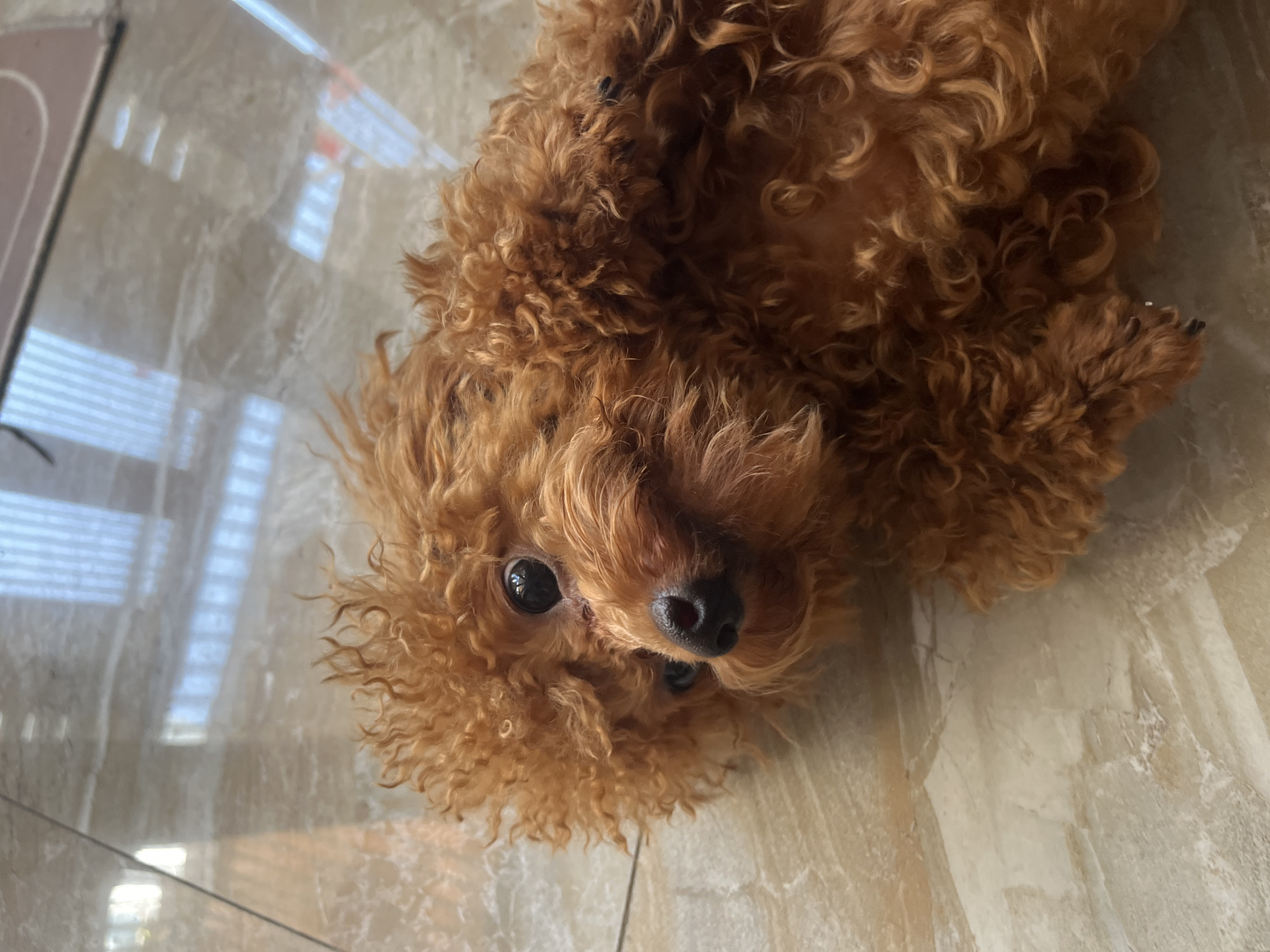 A reddish-brown, curly-coated dog is depicted lying on a reflective, light-toned tiled floor. The dog is positioned on its side, with its head slightly angled upwards and towards the viewer. Its dark, round eyes are open, and its prominent black nose is visible. The fur across its body and face is dense and tightly curled. The polished tiled floor exhibits subtle variations in tone and reflects distinct, elongated parallel lines of bright light, indicative of overhead illumination from windows or light fixtures. No other subjects or objects are present in the frame. This scene is located in Bac Nha Trang Ward, Vietnam.