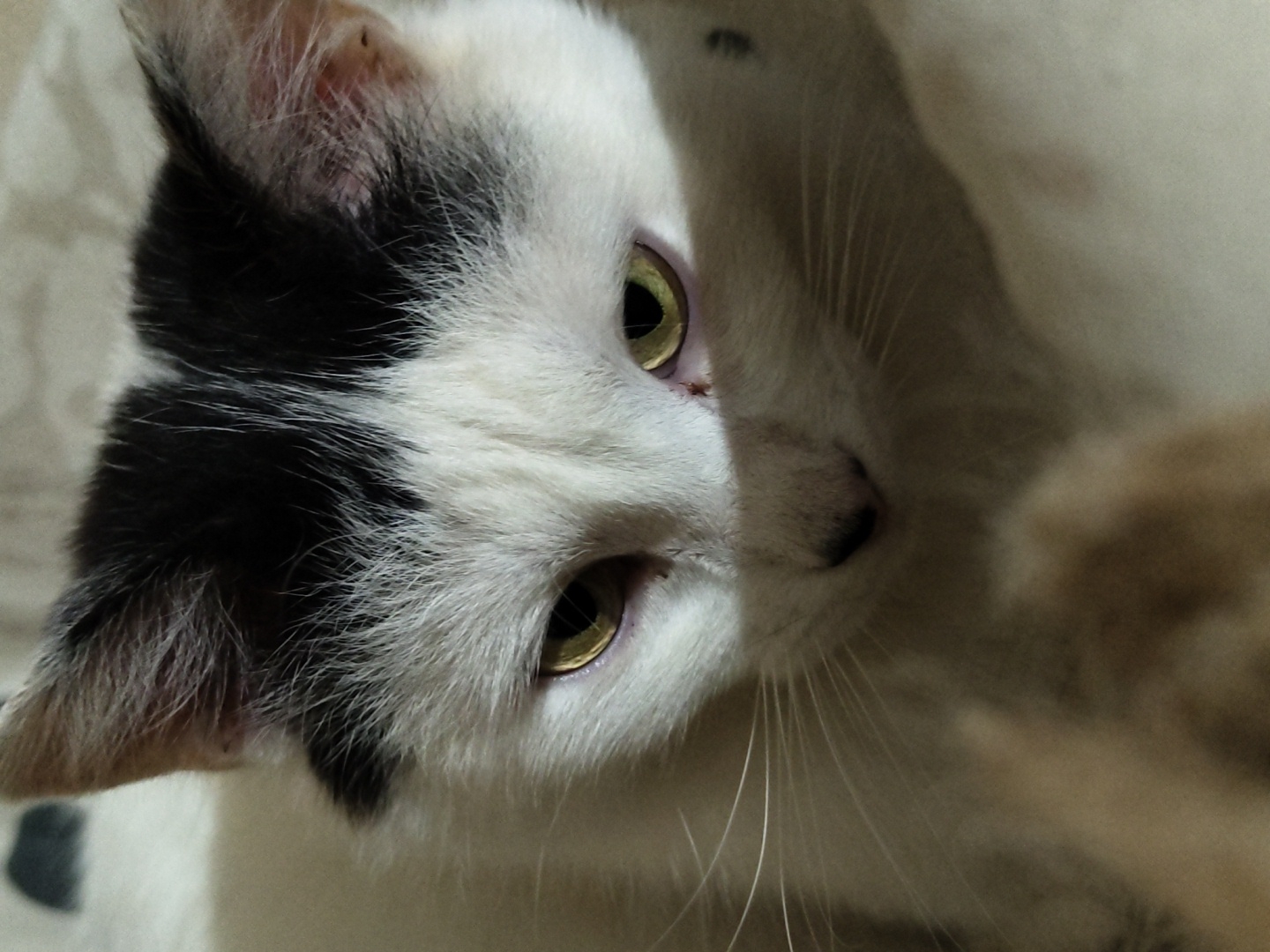 A close-up, low-angle shot shows the face of a black and white cat. The cat has yellow-green eyes and is looking down, with a shadow cast across its face. Its whiskers are visible, fanning out from its nose. The background is blurry and appears to be a textured surface, possibly a blanket or upholstery. The cat's fur is white with black markings on its head.