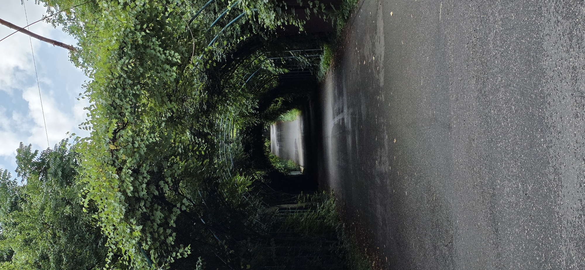The image shows a paved road passing through an archway formed by trees and metal structures. The trees are lush and green, creating a canopy over the road, with some branches extending beyond the arch. The sky above is partly cloudy, with patches of blue. The road itself appears wet, with some reflections indicating recent rainfall. The scene is likely a park or a scenic route in the city of Inozemtsevo, Russia, given its verdant and well-maintained appearance. There are no people or animals visible in the image. The overall impression is one of natural beauty and tranquility.