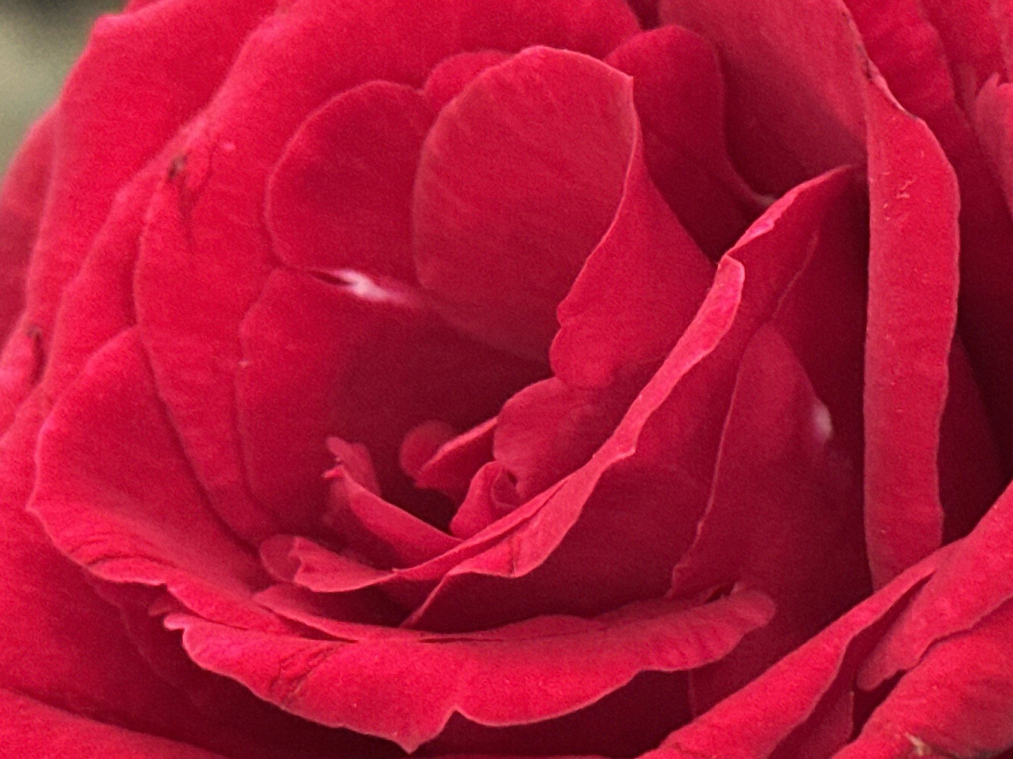 This is a close-up, macro photograph of a vibrant red rose. The image focuses on the intricate details of the petals, showcasing their velvety texture and delicate curves. The lighting highlights the rich color and creates subtle shadows that add depth to the flower. There are no people, objects other than the rose, actions, interactions, or environmental elements visible in this image, as it is a tightly cropped shot of the flower itself. The photograph does not contain any information that can be used to determine its location within Blahbatuh, Indonesia, or any other geographical area.