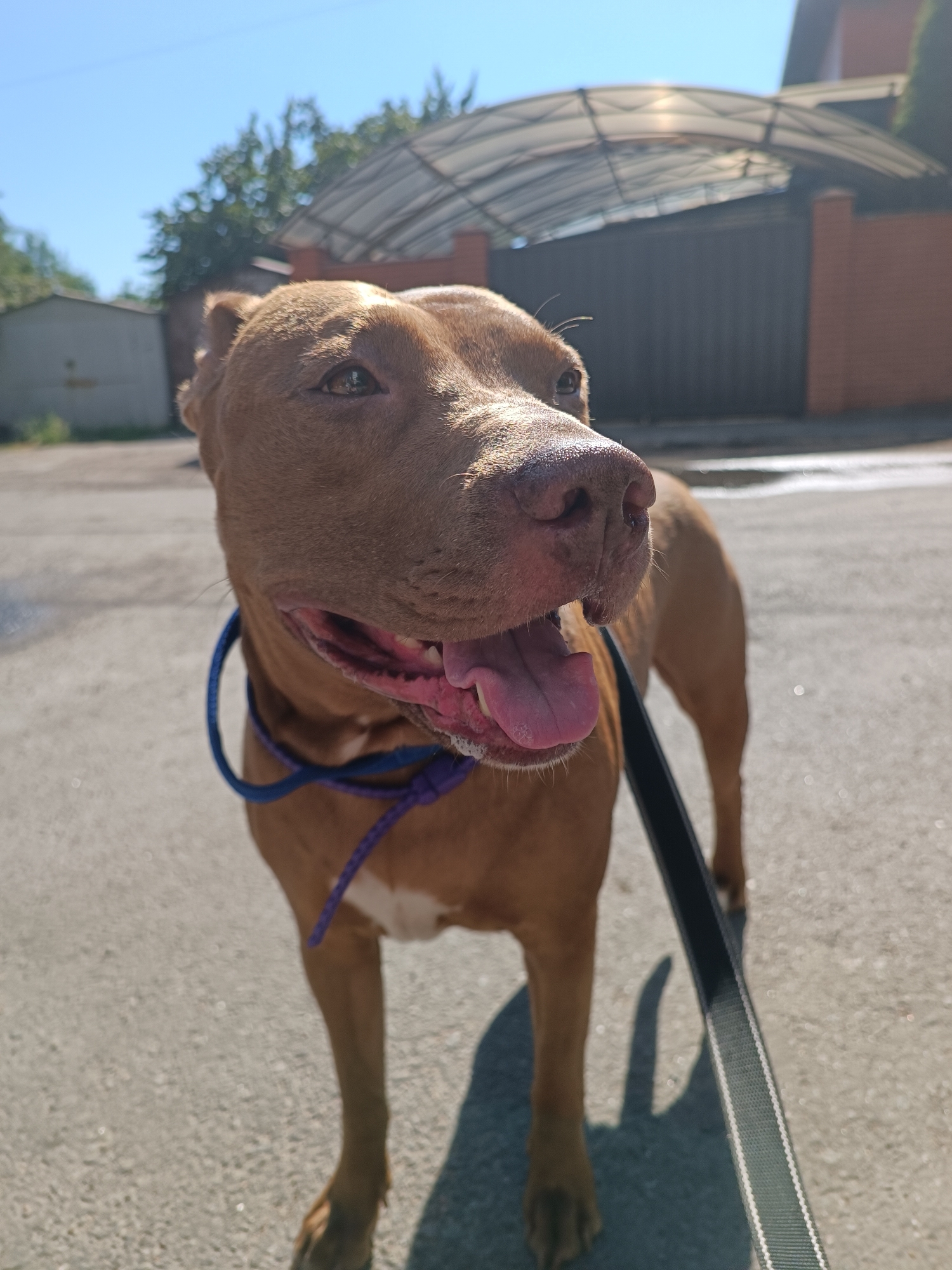 The image shows a close-up of a brown pit bull dog on a leash. The dog is standing on an asphalt surface, likely a street or driveway, in an outdoor environment. The background includes a fence, a building, and trees under a clear blue sky, suggesting a sunny day. A translucent canopy structure is visible in the background, possibly part of a carport or walkway. The dog's mouth is open, its tongue is visible, and it appears to be panting or excited. A blue and purple leash is attached to the dog's collar. The overall scene is a snapshot of a dog outdoors on a leash.