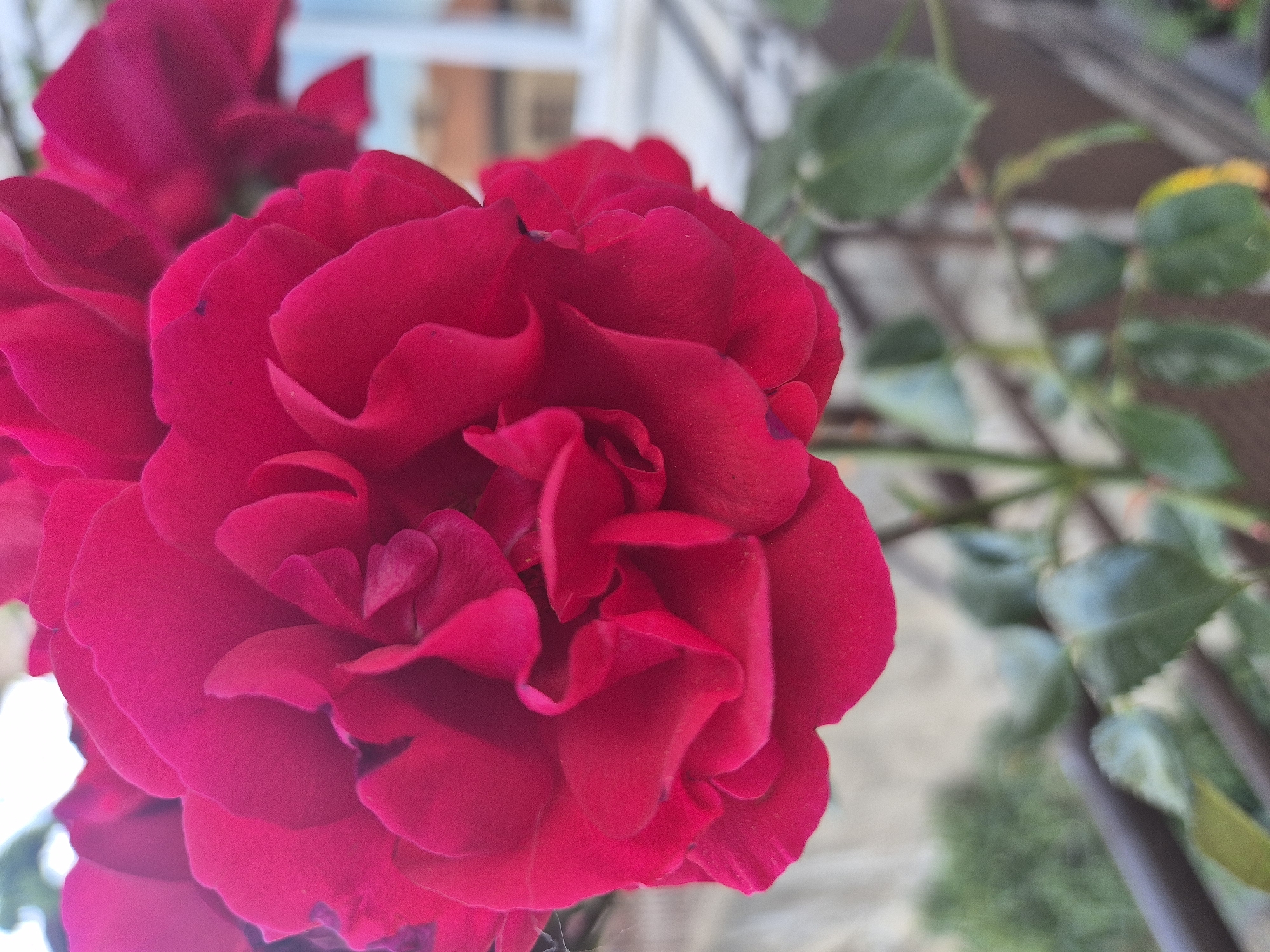 A close-up photograph depicts a red rose in bloom, displaying numerous petals with ruffled edges. Another rose, slightly out of focus, is visible in the background to the left. Green leaves are partially visible around the right side of the flower. Behind the roses, a blurred background shows a window frame and a wrought-iron fence. While the location is specified as Blagoevgrad, Bulgaria, no specific landmark is discernible to pinpoint the precise location.