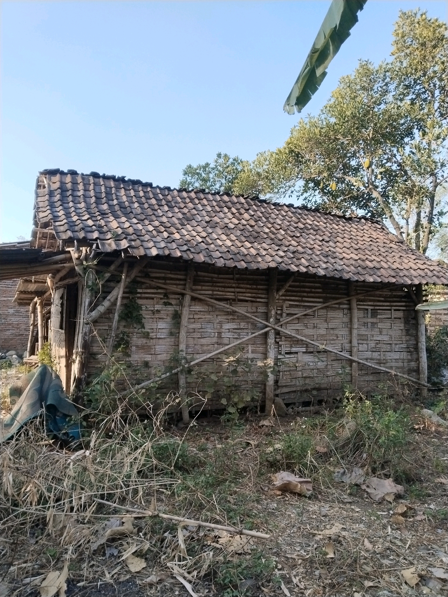 The image depicts an aged, partially constructed bamboo hut with a tiled roof situated in Kuripansari, Indonesia. The structure appears weathered, with visible supports made of bamboo and woven bamboo walls. Some tiles on the roof are dislodged, suggesting wear and tear. The hut is surrounded by dry vegetation, fallen leaves, and scattered debris, indicating an outdoor, possibly rural or semi-rural setting. A large green tarp is partially visible in the foreground, lying on the ground to the left of the hut. In the background, there are trees, one of which has what appear to be fruit hanging from it, and a glimpse of another brick structure. The sky is clear and blue. The scene is static, with no people or animals present.