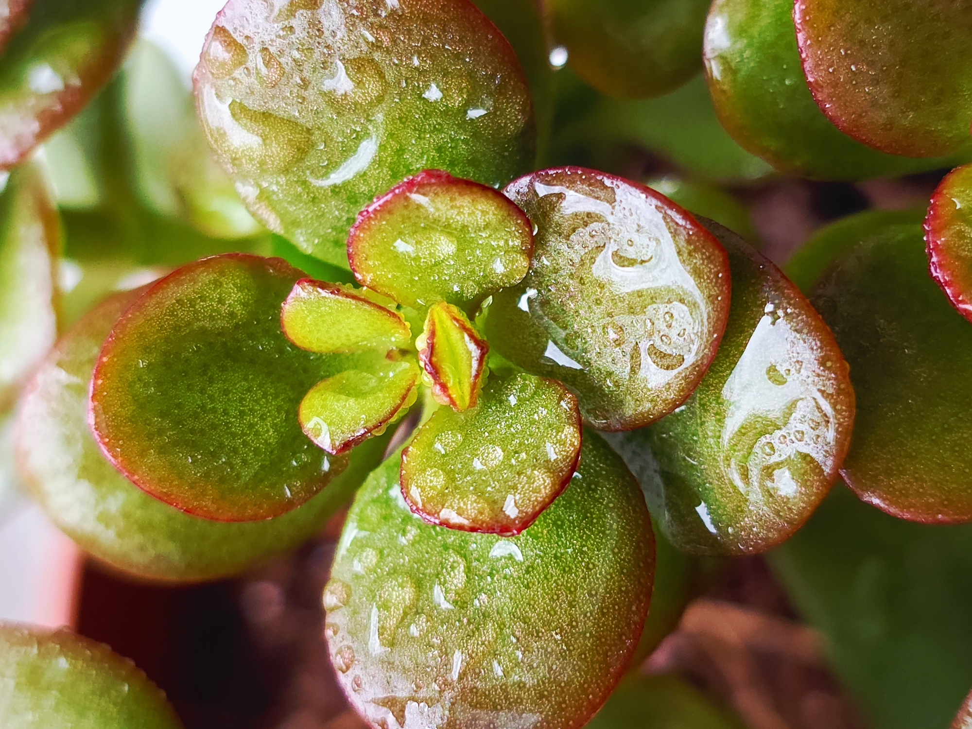 A close-up shot depicts a succulent plant with thick, rounded green leaves edged in red. Water droplets are visible on the leaves, giving them a glossy appearance. The background is blurred, suggesting a shallow depth of field. The location and specifics of the environment are unknown.