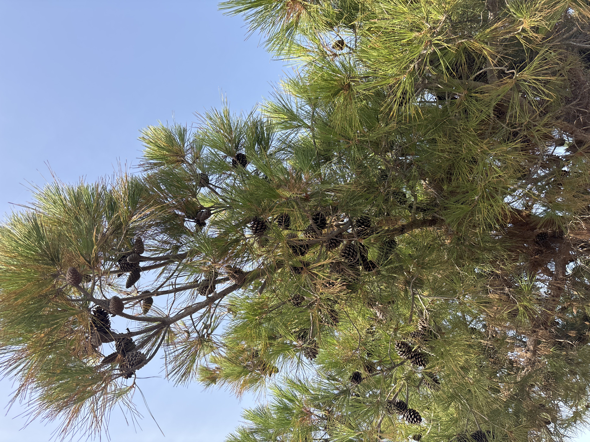 The image shows a close-up view of pine tree branches laden with numerous pine cones, set against a clear, light blue sky. The needles of the pine tree are green and appear to be healthy, with some brown, dry needles interspersed. The pine cones are dark brown and vary in size and orientation, with some hanging downwards and others pointing upwards. The branches are woody and brown, with a dense arrangement of needles and cones. The scene is natural and appears to be outdoors, likely in a park or forested area. Without further context or identifying landmarks, it is not possible to determine the specific location within the city of Orihuela, Spain.