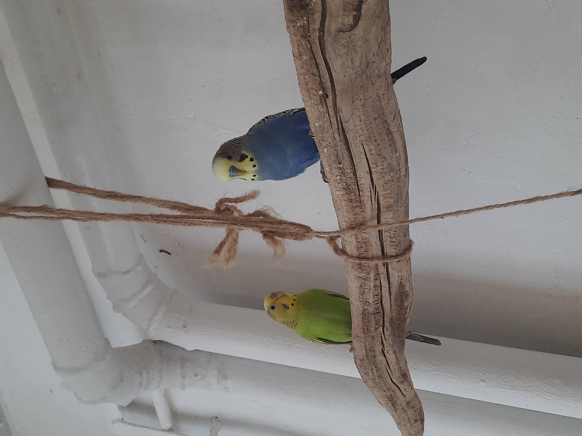 Two budgerigars, one blue and one green, are perched on a piece of driftwood that is suspended by twine. The background is a white ceiling. There is no indication of the location being Izhevsk, Russia.