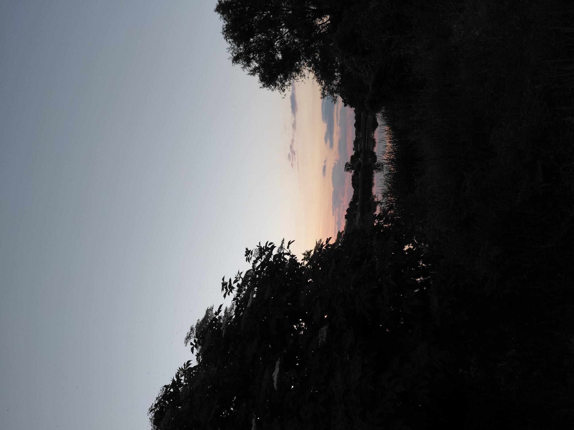 The image depicts a serene natural landscape at dusk, likely in Ustyvytsia, Ukraine, based on the provided context. In the foreground, silhouetted against the fading light, are dark masses of foliage, with a large tree on the right and dense bushes with delicate white flowers on the left. Beyond these, a calm body of water reflects the soft hues of the twilight sky, which transitions from a pale gray at the top to delicate pinks and oranges near the horizon. Wispy clouds are scattered across the sky. The far bank of the water shows a dark line of trees and some indistinct structures, possibly buildings, suggesting a rural or semi-rural setting. The overall atmosphere is tranquil and peaceful, captured during the transitional period between day and night.