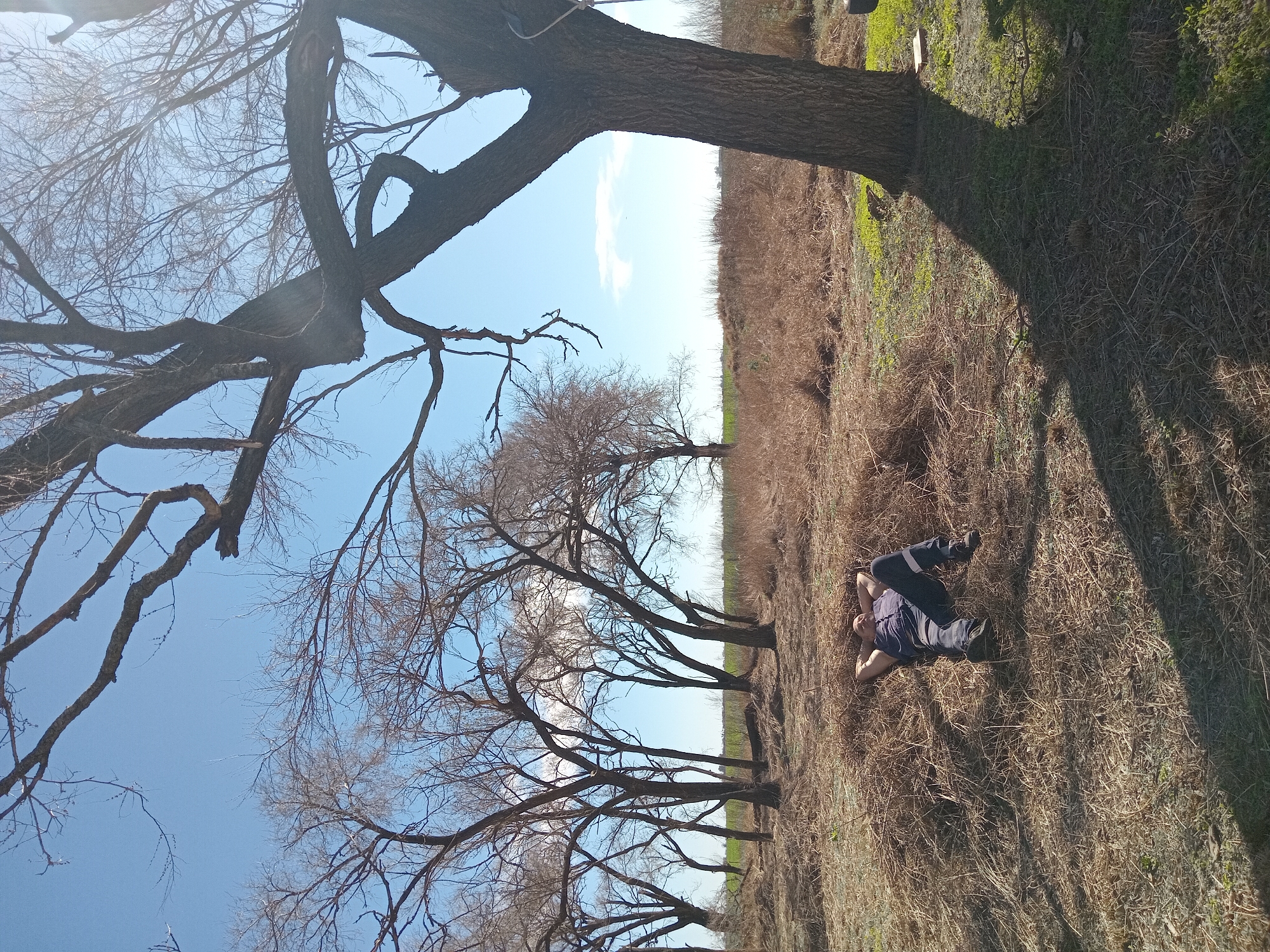 A person lies on their back in dry grass under a large tree. The person is wearing a dark vest, a light-colored shirt, and dark pants. Their hands are clasped behind their head. The ground is covered in dry, light-brown grass and some scattered green patches. The background features a grove of bare trees against a bright blue sky with a few scattered white clouds. The sun casts a long shadow from the large tree on the right side of the image across the ground. The scene appears to be an outdoor, natural environment.