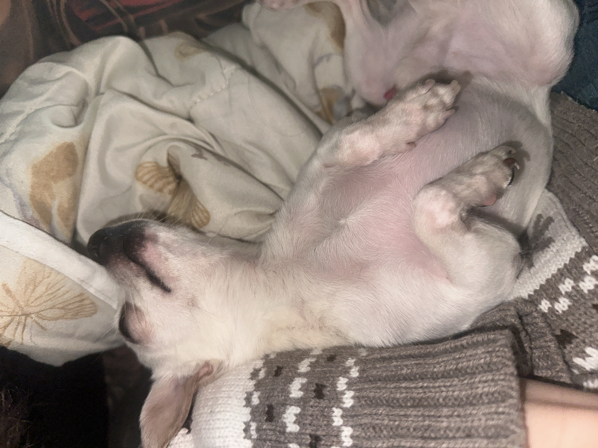 A small, white dog is lying on its back, asleep. Its paws are curled upwards, and its pink belly is exposed. The dog is resting on a grey and white patterned sweater and part of a patterned beige blanket. The location appears to be indoors. There is no indication of a location in the city of Sliven, Bulgaria.