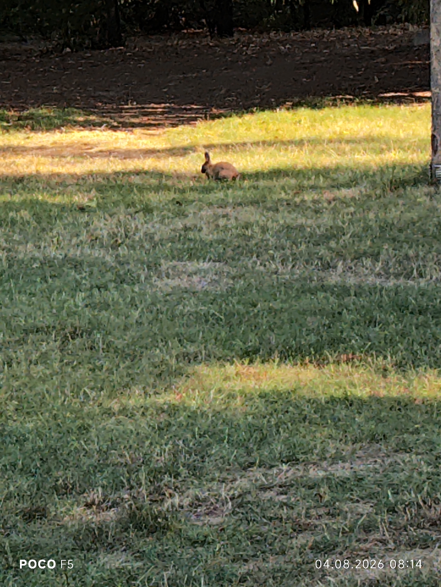 The image captures a rabbit on a grassy area with dappled sunlight. In the background, there is a darker, possibly wooded or mulched area. The scene appears to be outdoors, possibly a park or backyard. A timestamp in the lower right corner indicates the date and time as 04.08.2026 08:14. The text "POCO F5" is visible in the lower left corner, likely indicating the camera model used. The location is specified as Collecchio, Italy.
